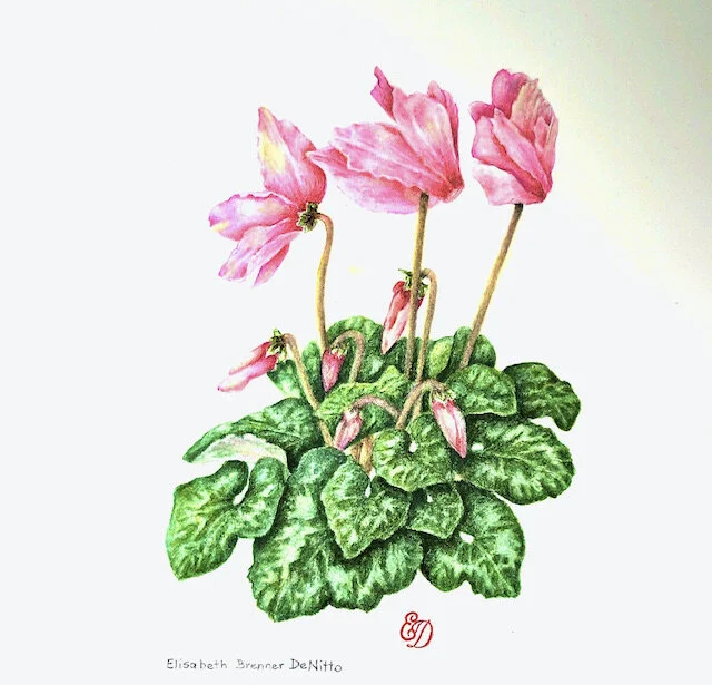 cyclamen.jpg