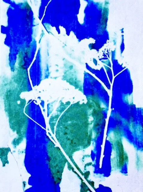 queen anne lace.jpeg