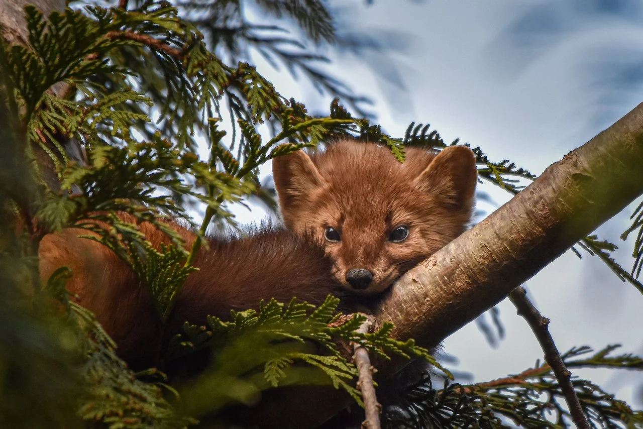 This valley is home to many creatures. This little fellow was spotted in a tree near the lodge. His favourite pastime? Tormenting the lodge dogs from above.