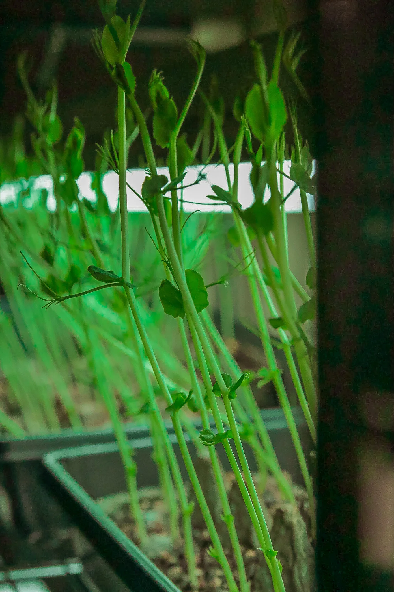 plants.jpg