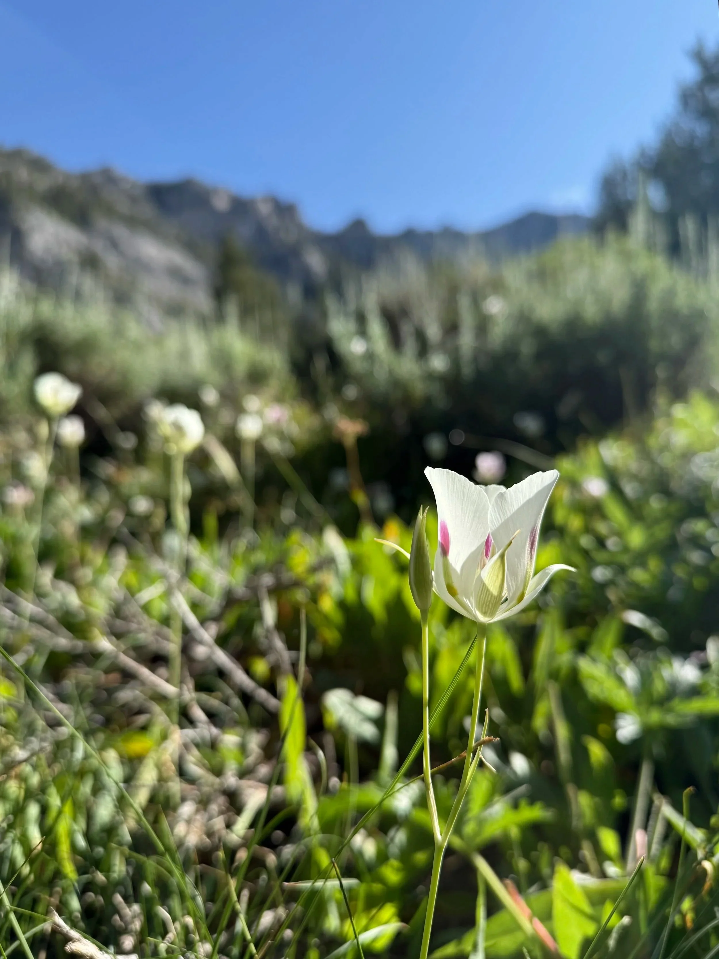 Sego Lily in a sunny field.