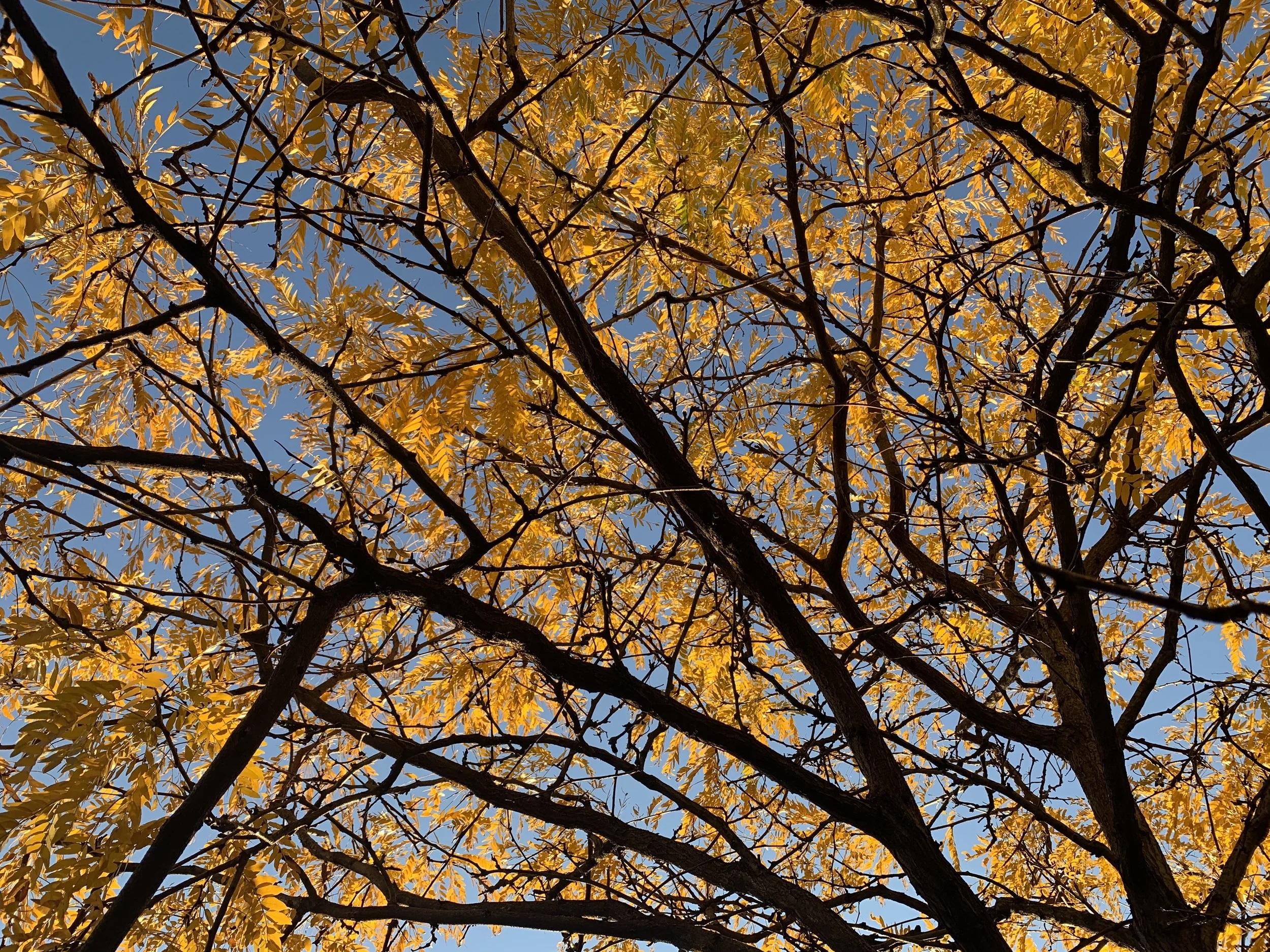 Homeowner's Fall Checklist