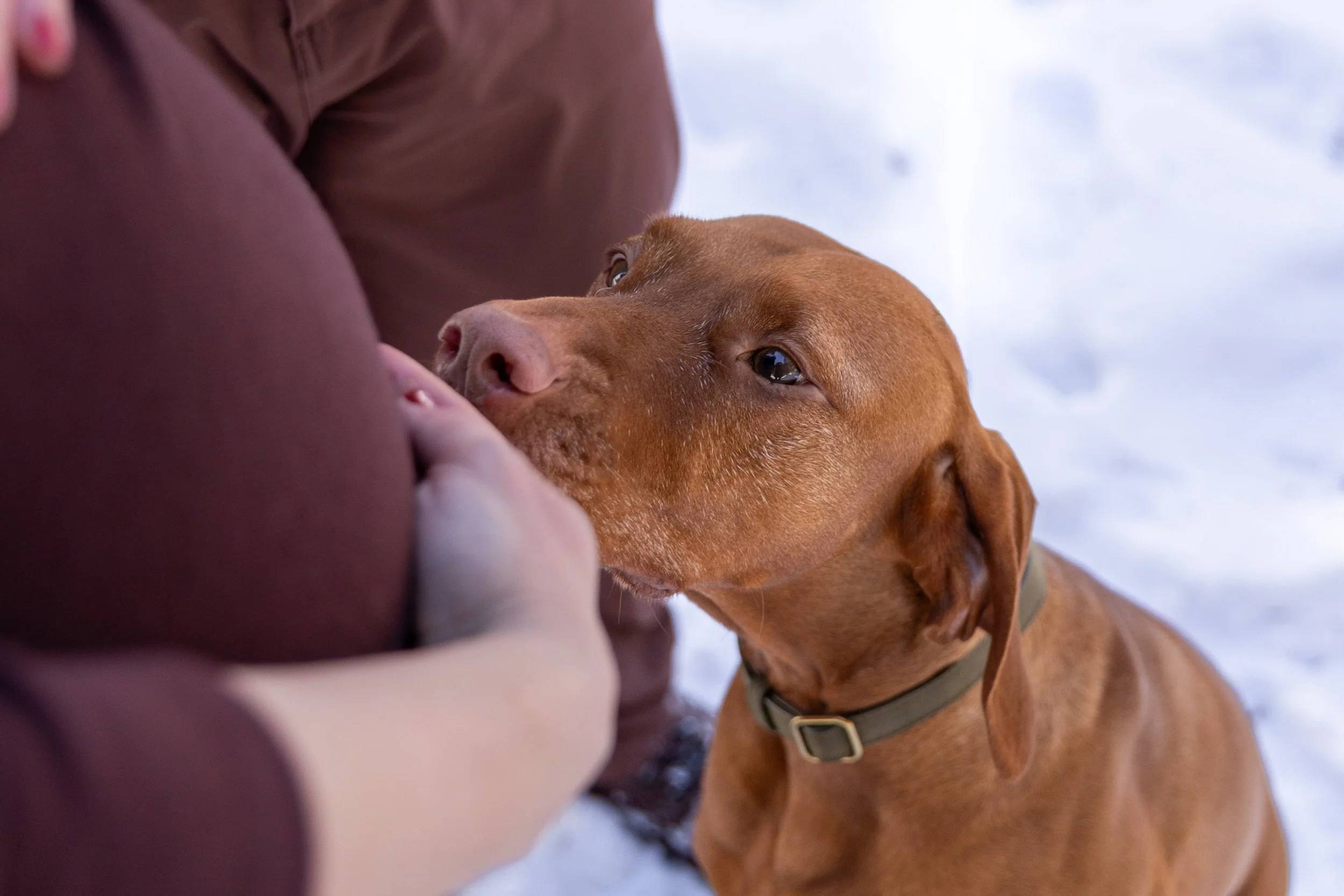 Minneapolis Maternity session, up close of an expecting mother cradling her baby bump with her dog touching it's nose to her stomach at Arneson Acres Park in Edina, MN in the winter.