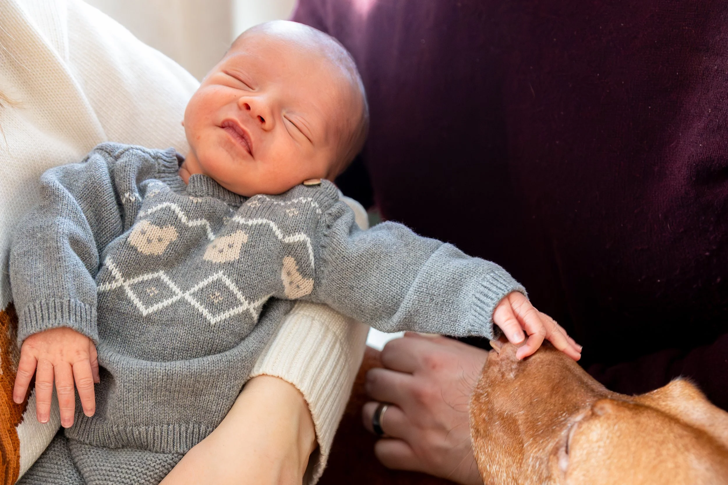 Minneapolis in-home newborn photography session - Up close image of baby being held in moms arms with mom and dad surrounding the baby as their dogs face in the corner also looking at the baby and the babies hand reaching out and touching the dogs no