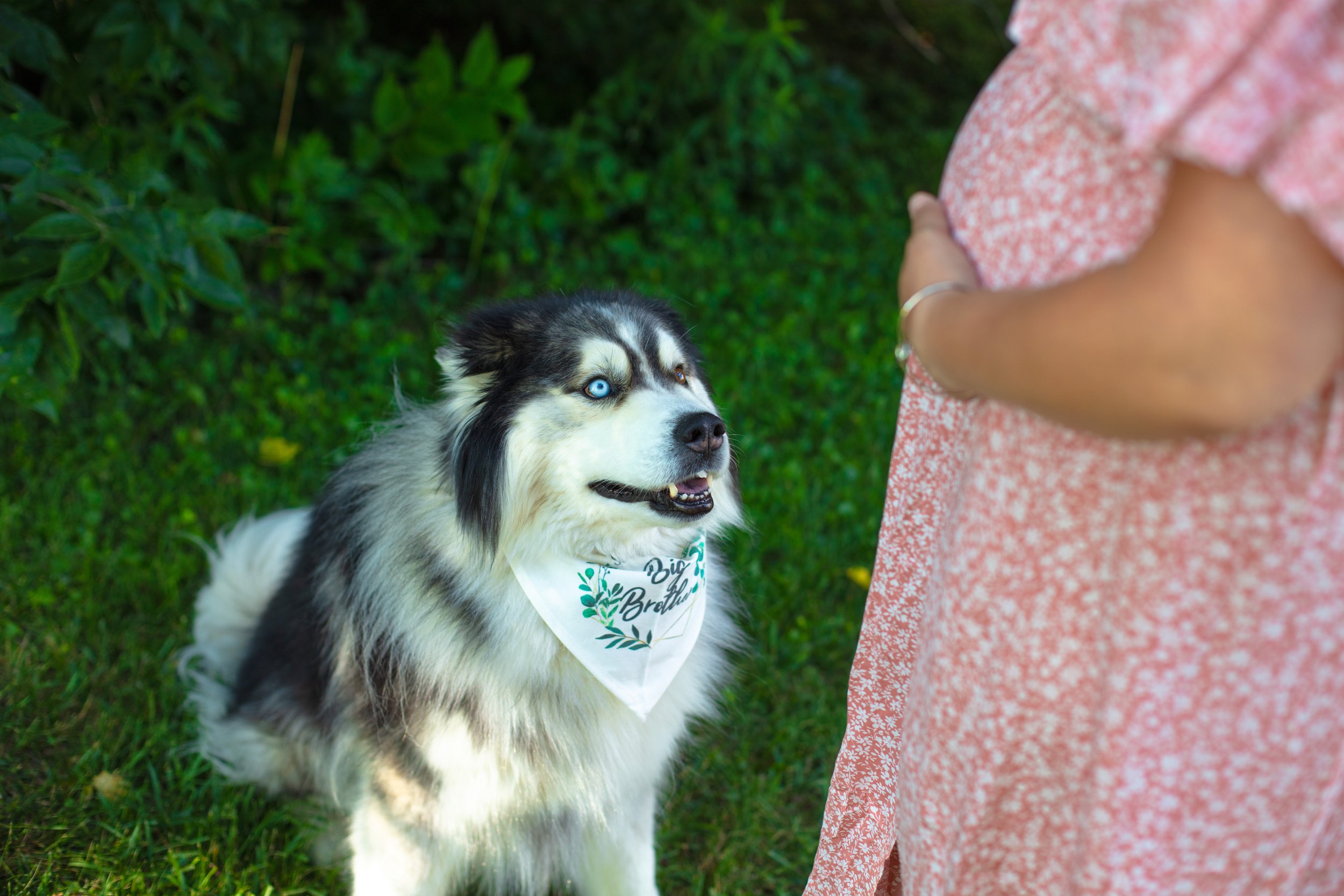 Maternity session - dog gazes at baby bump
