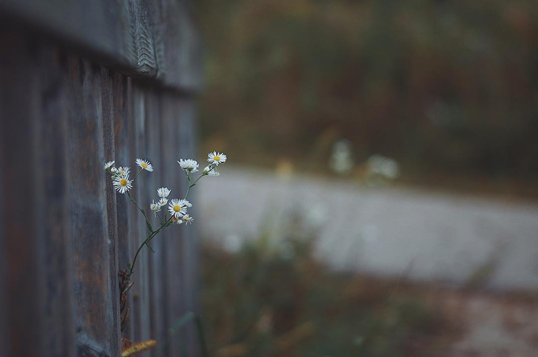 Today She Writes: Asters in the Summertime