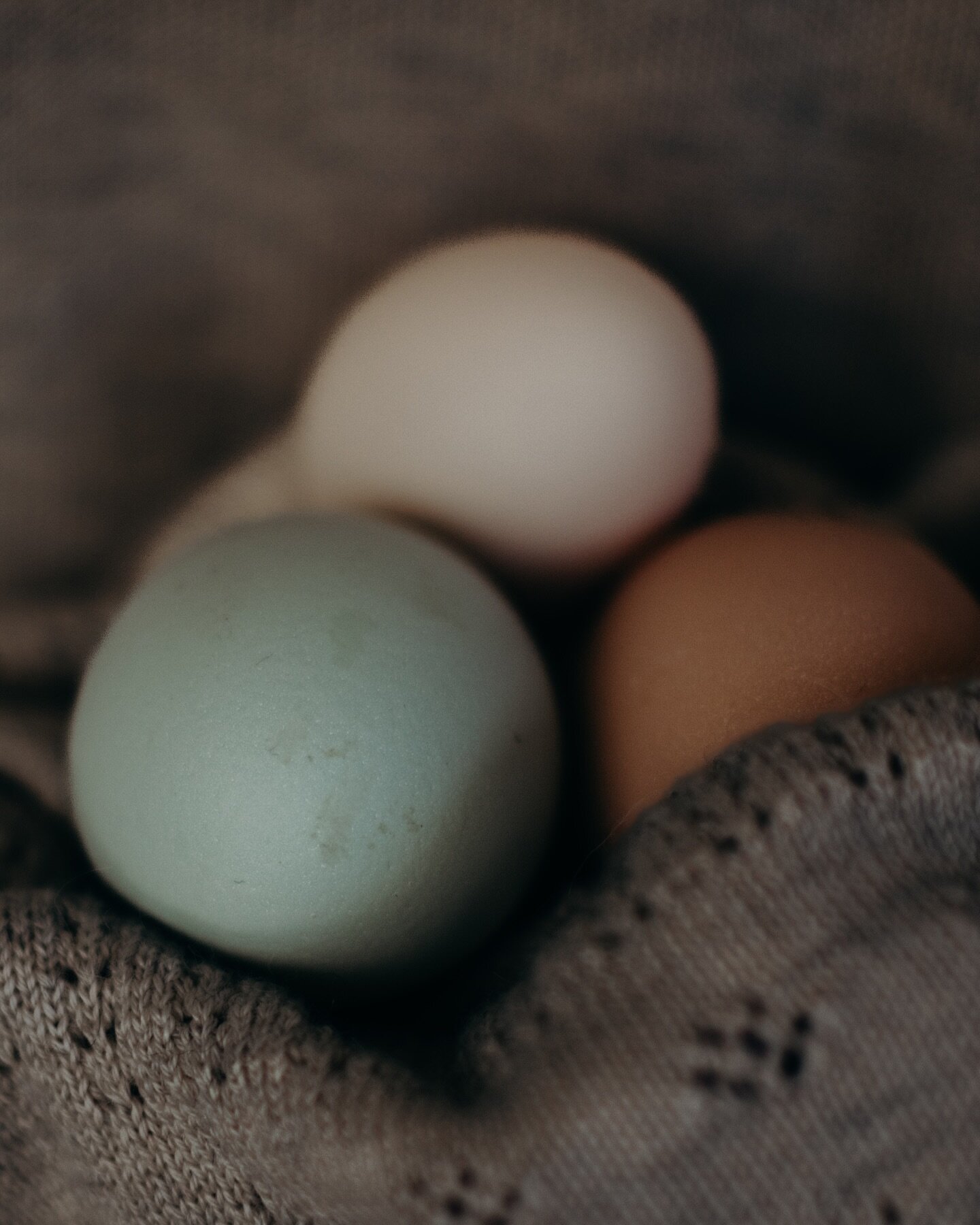 Mostly just had the easter egger laying for a bit but my bielefelder and bantam started laying too and I boxed my first dozen today.

🥚 daily gratitude. In this world right now, this heavy, heavy, weird world, I&rsquo;m finding gratitude in every li