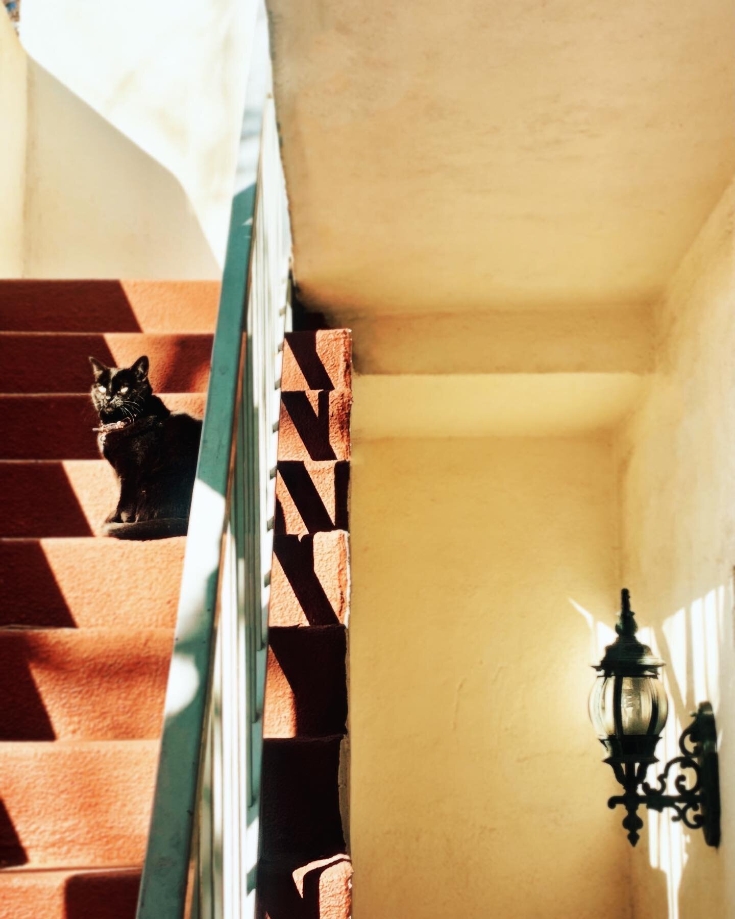Weekend update: I&rsquo;m still taking wannabe artsy photos of my cat.
