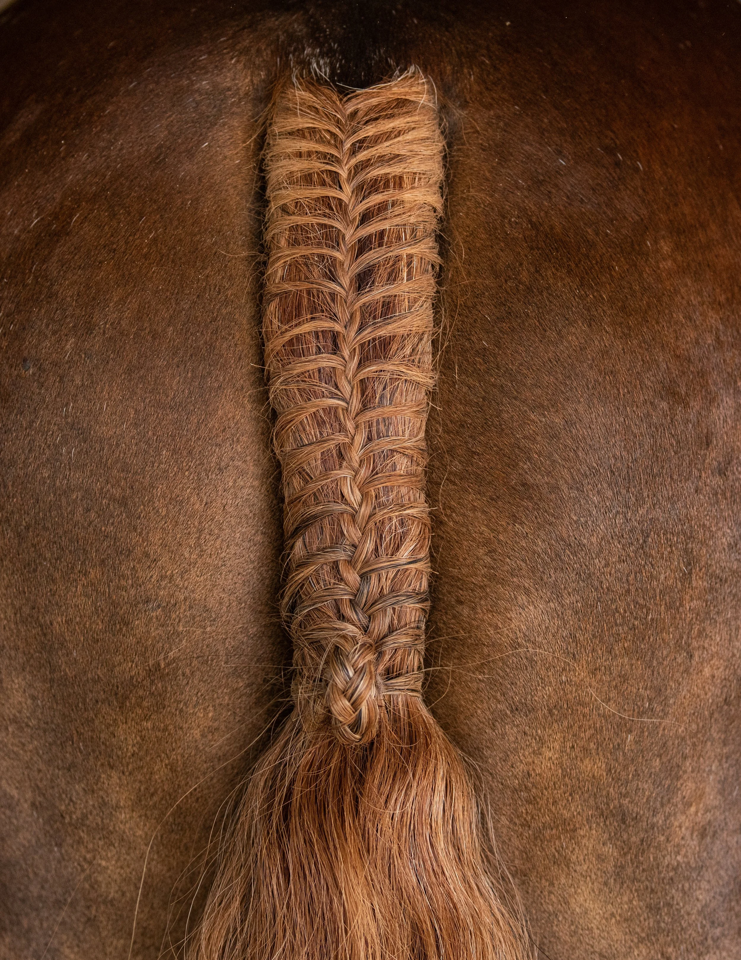 Equine Stock Image