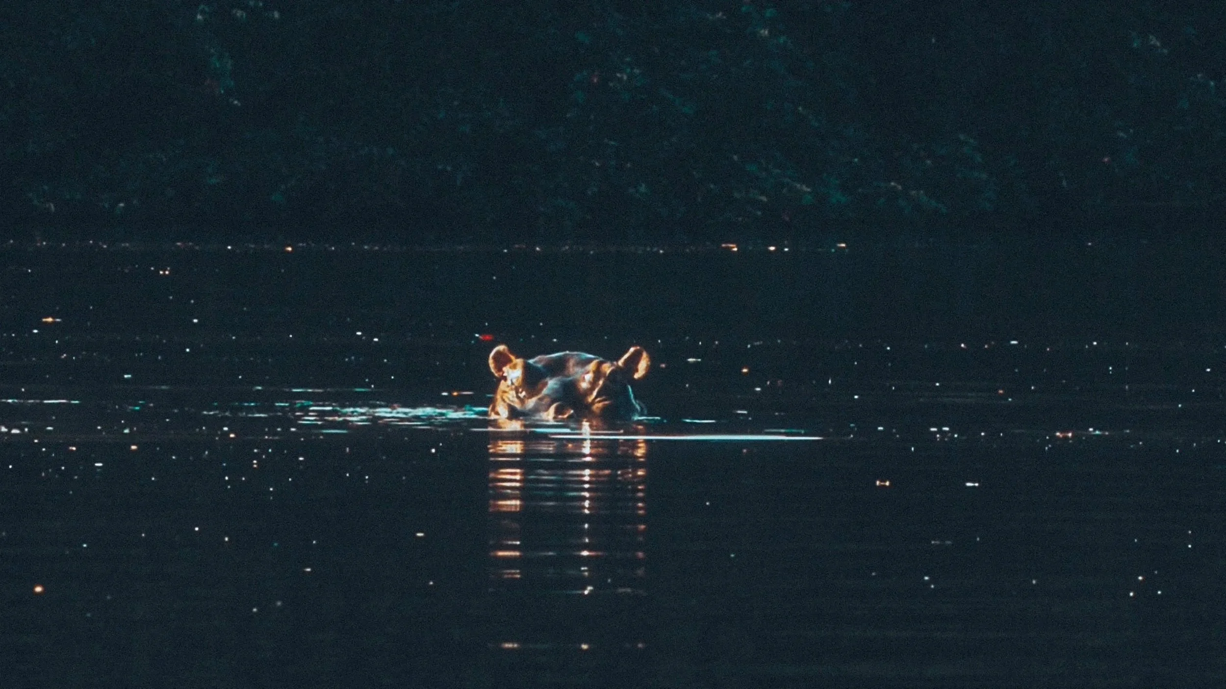 A hippo swimming in a body of water at night with distant city lights and mountains in the background.
