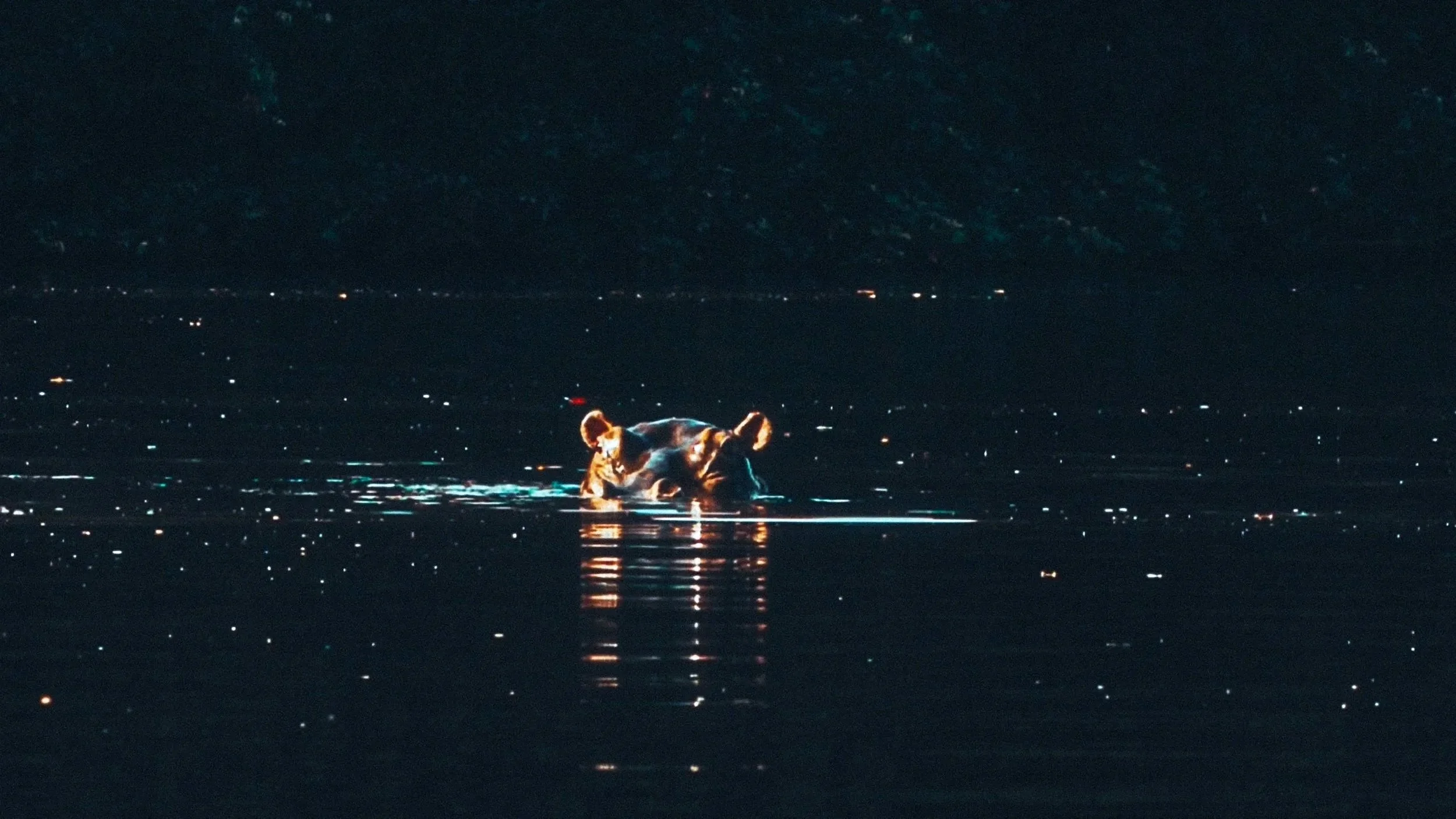 A hippo swimming in a body of water at night with distant city lights and mountains in the background.