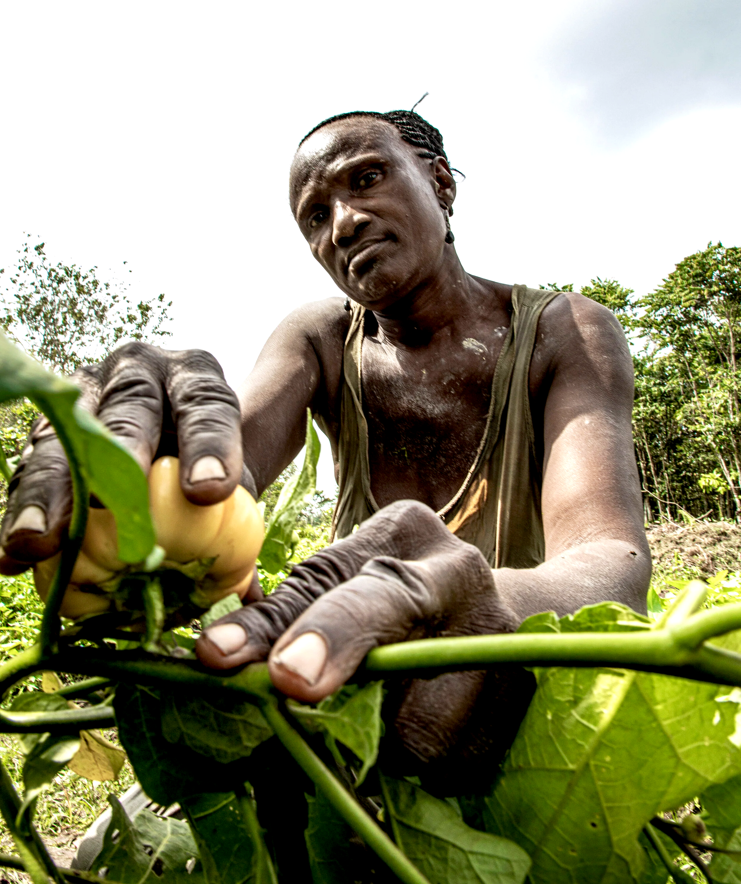 Farmer harvesting a yellow bell pepper in his garden amid green plants and trees under a cloudy sky.