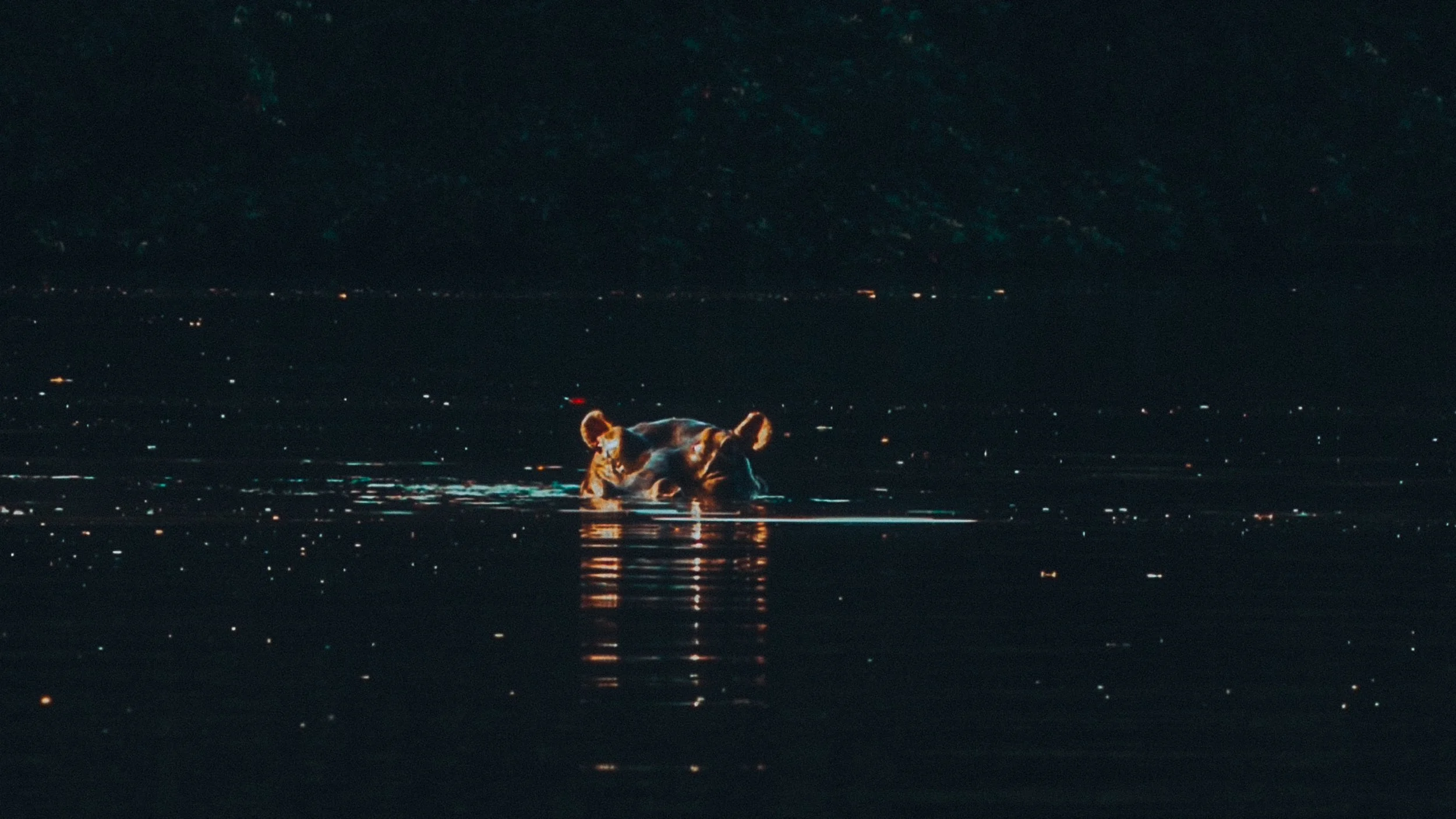 A hippo swimming in a body of water at night with distant city lights and mountains in the background.