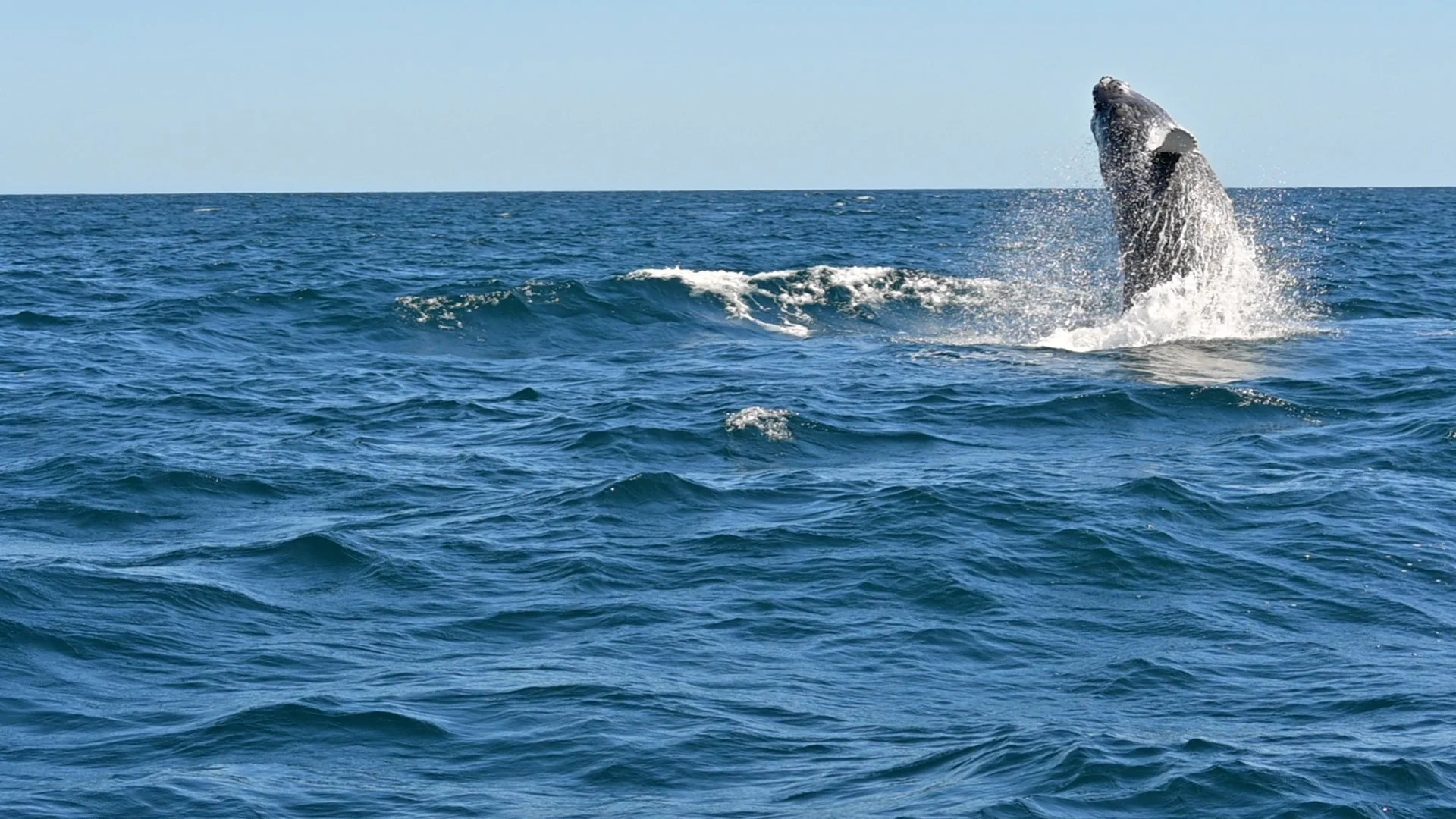 A humpback whale jumps from the water - Cabo San Lucas, Mexico