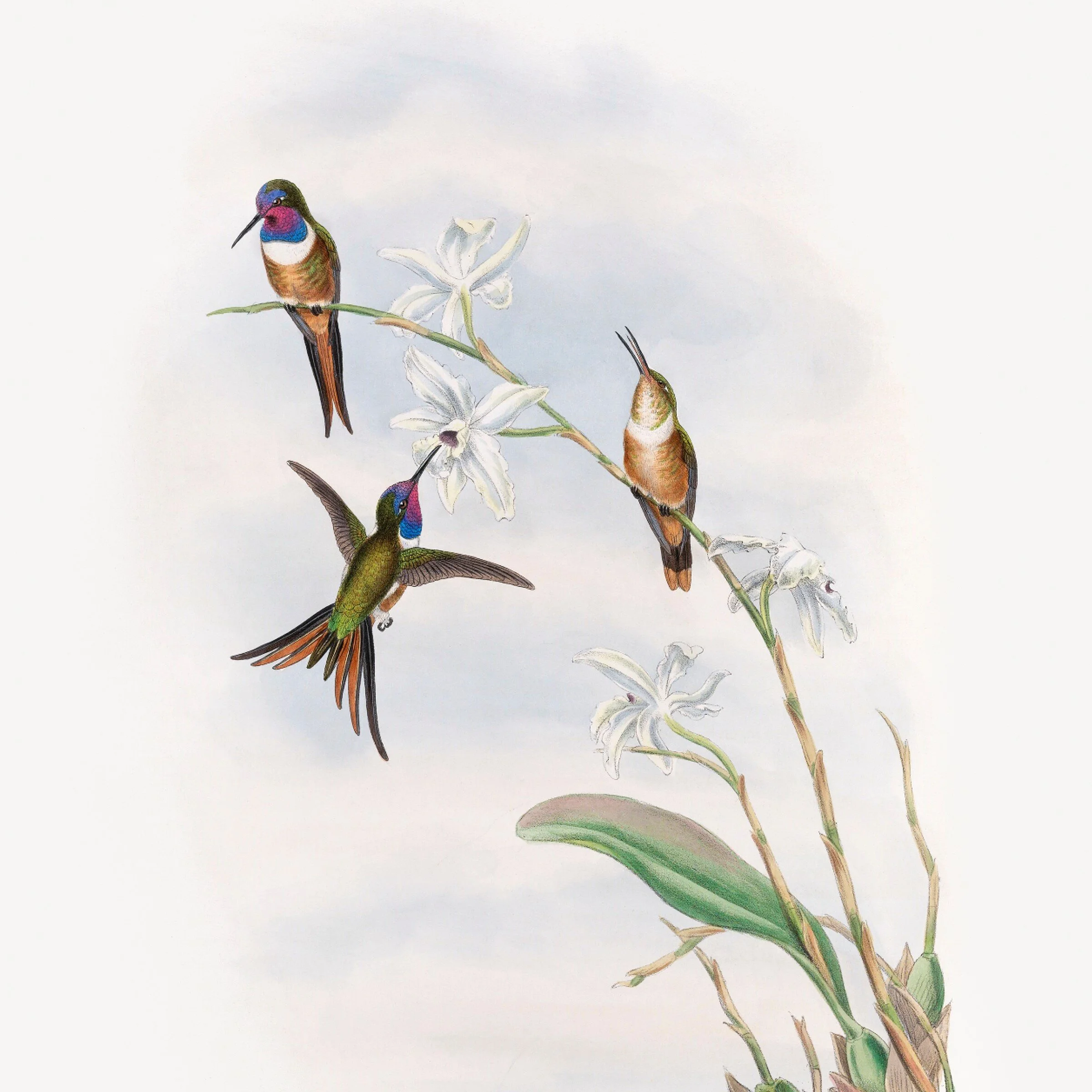 The Artworks of John Gould.jpg