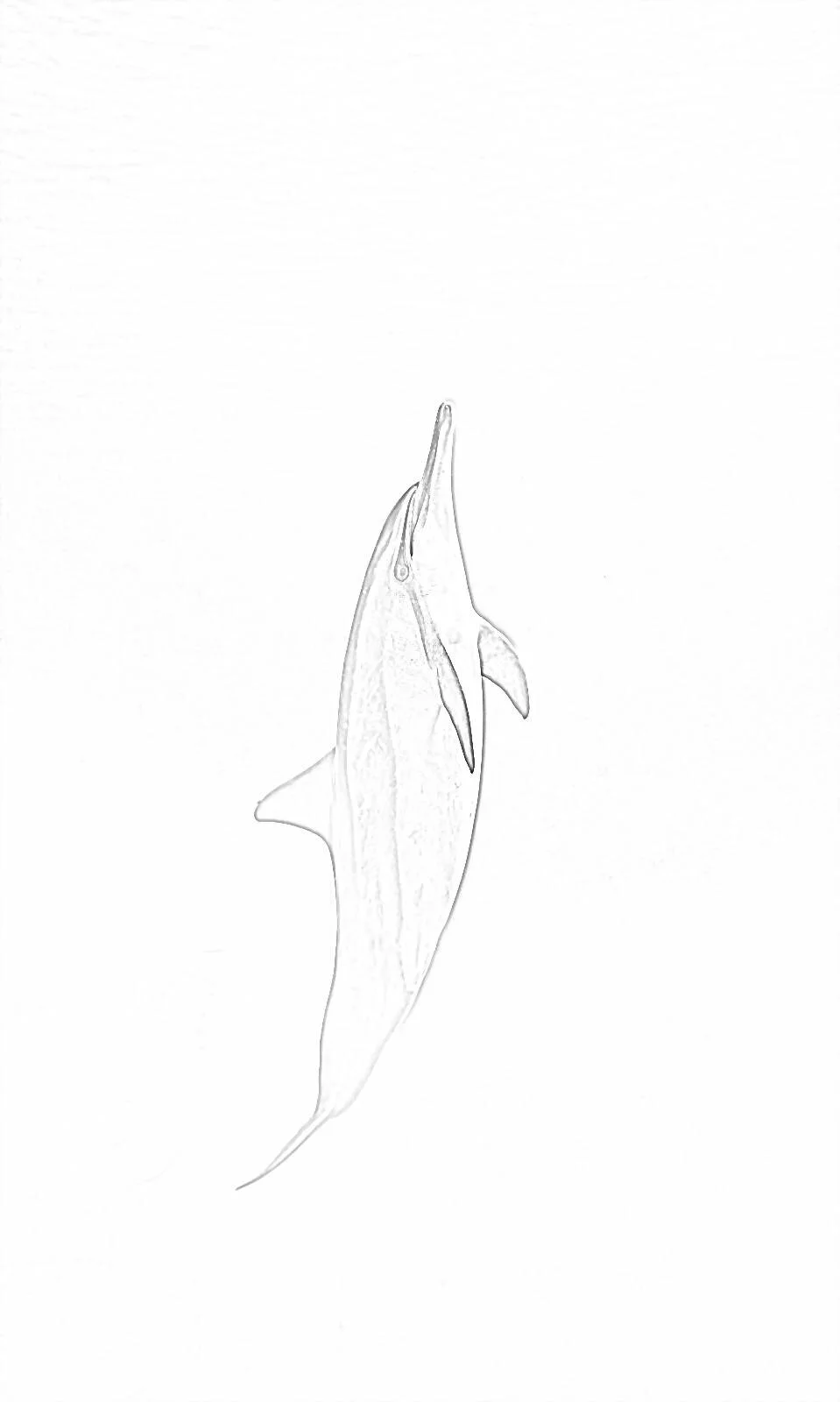 dolphin.jpg