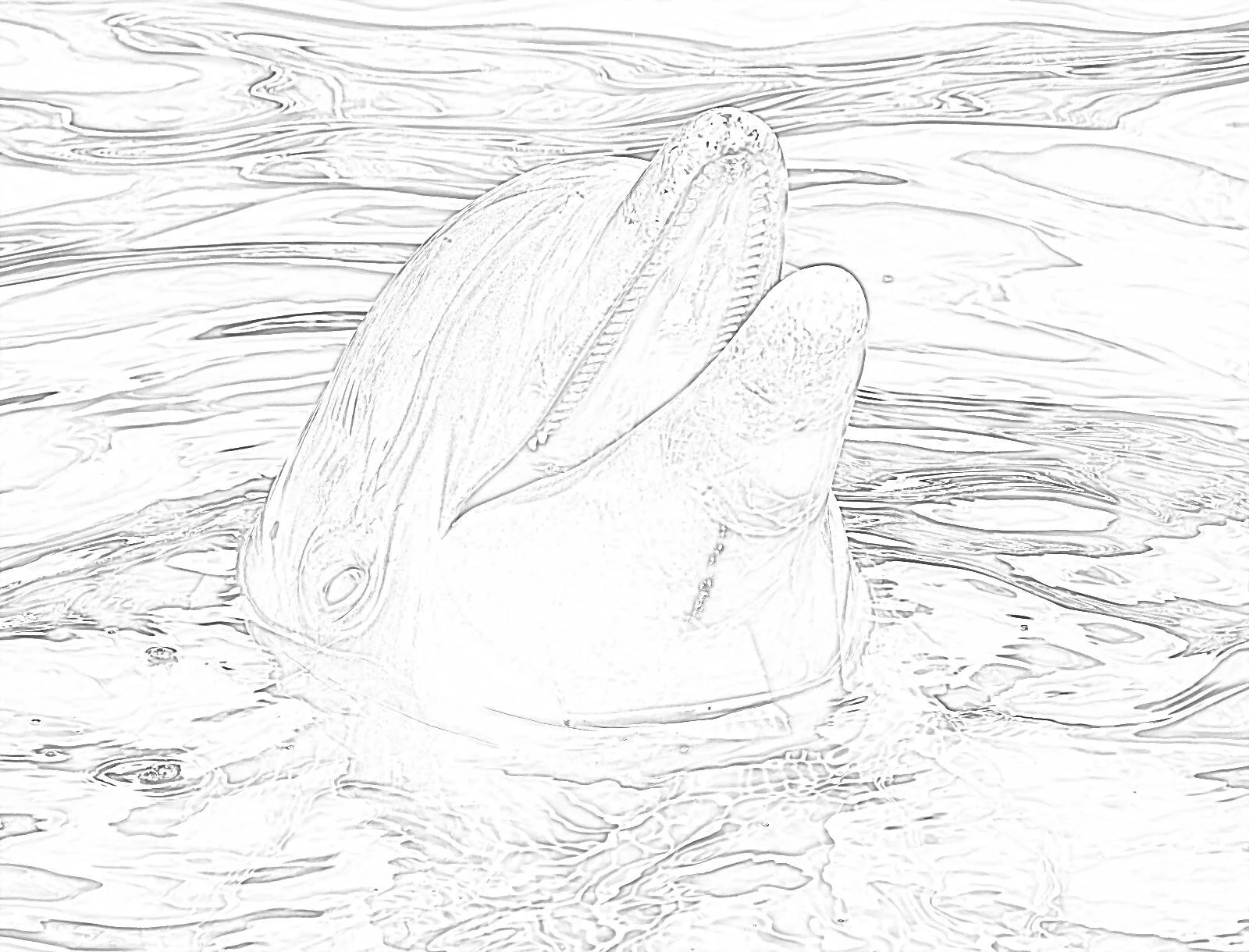 dolphin3.jpg