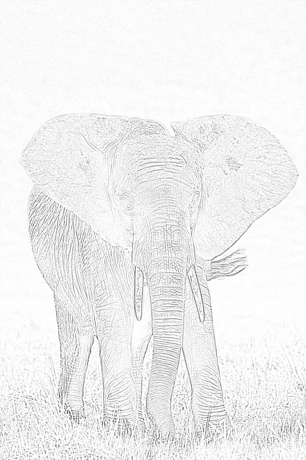 elephant.jpg