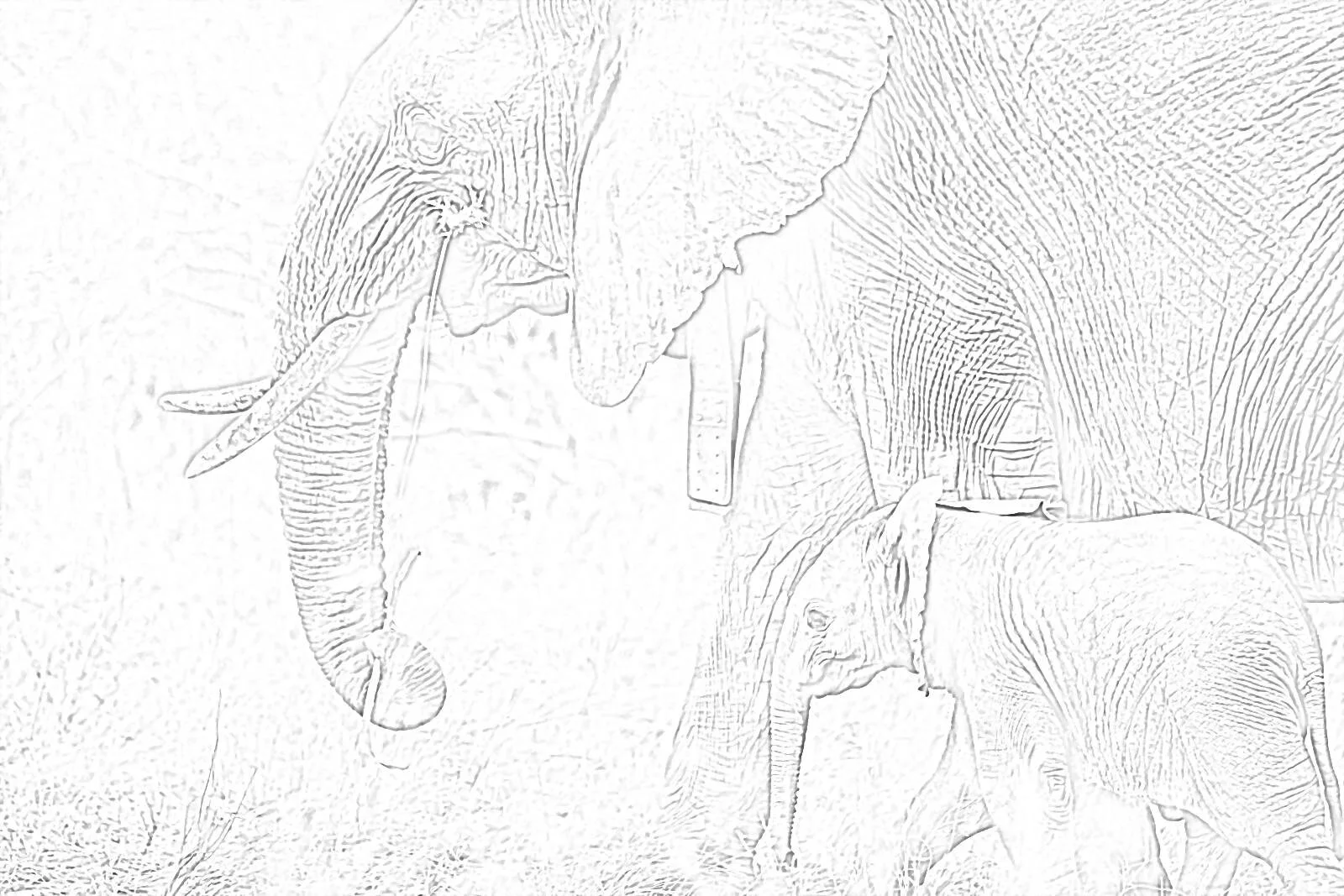 elephants.jpg
