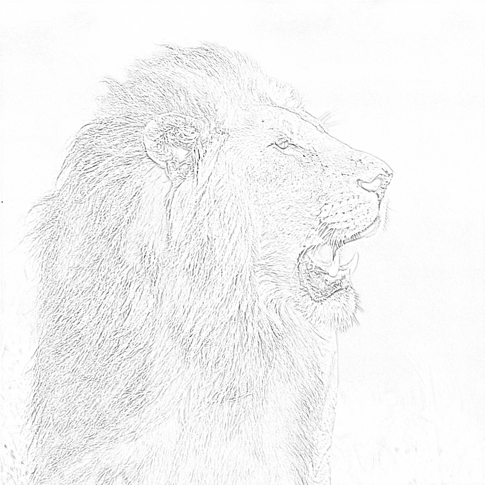 lion.jpg