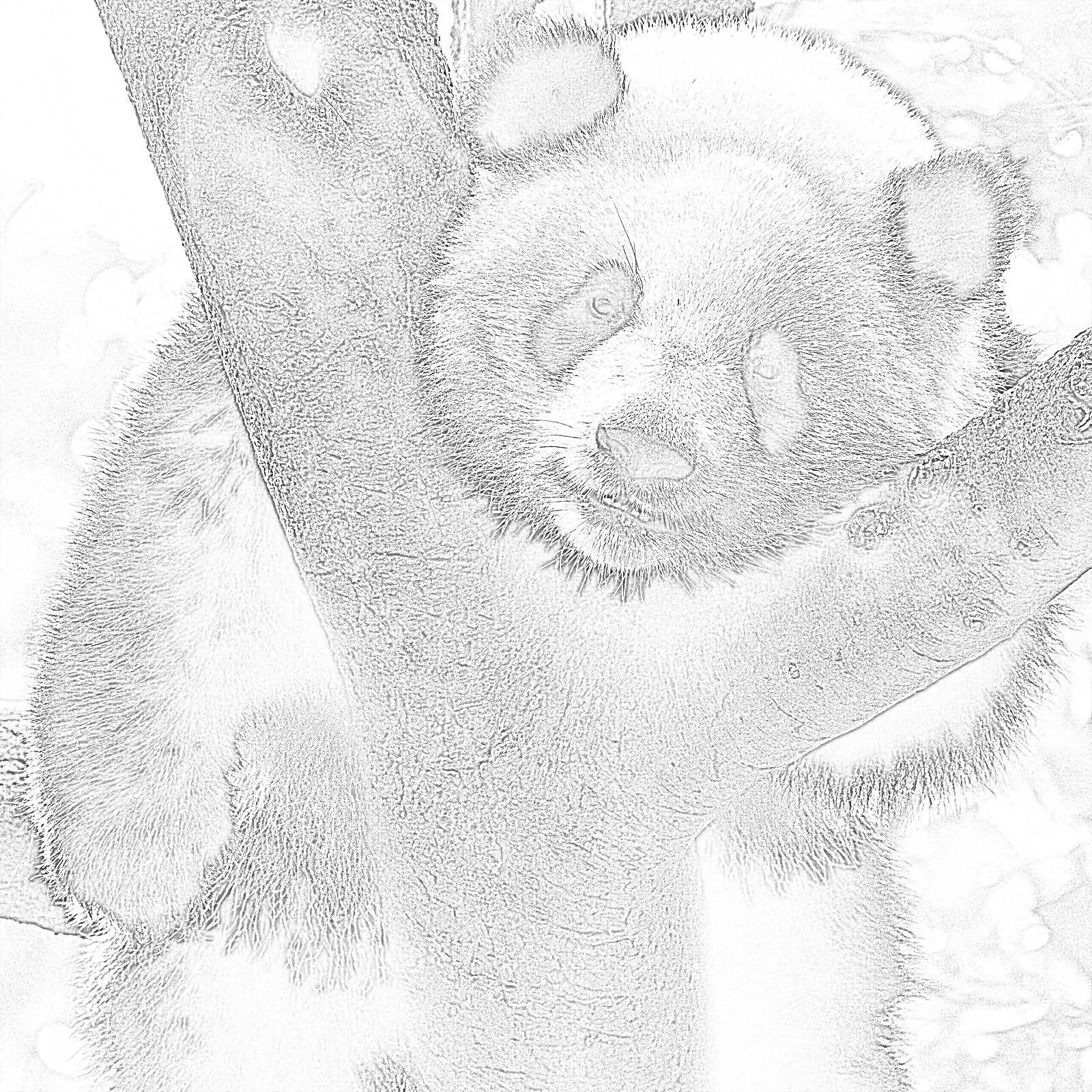 Panda.jpg