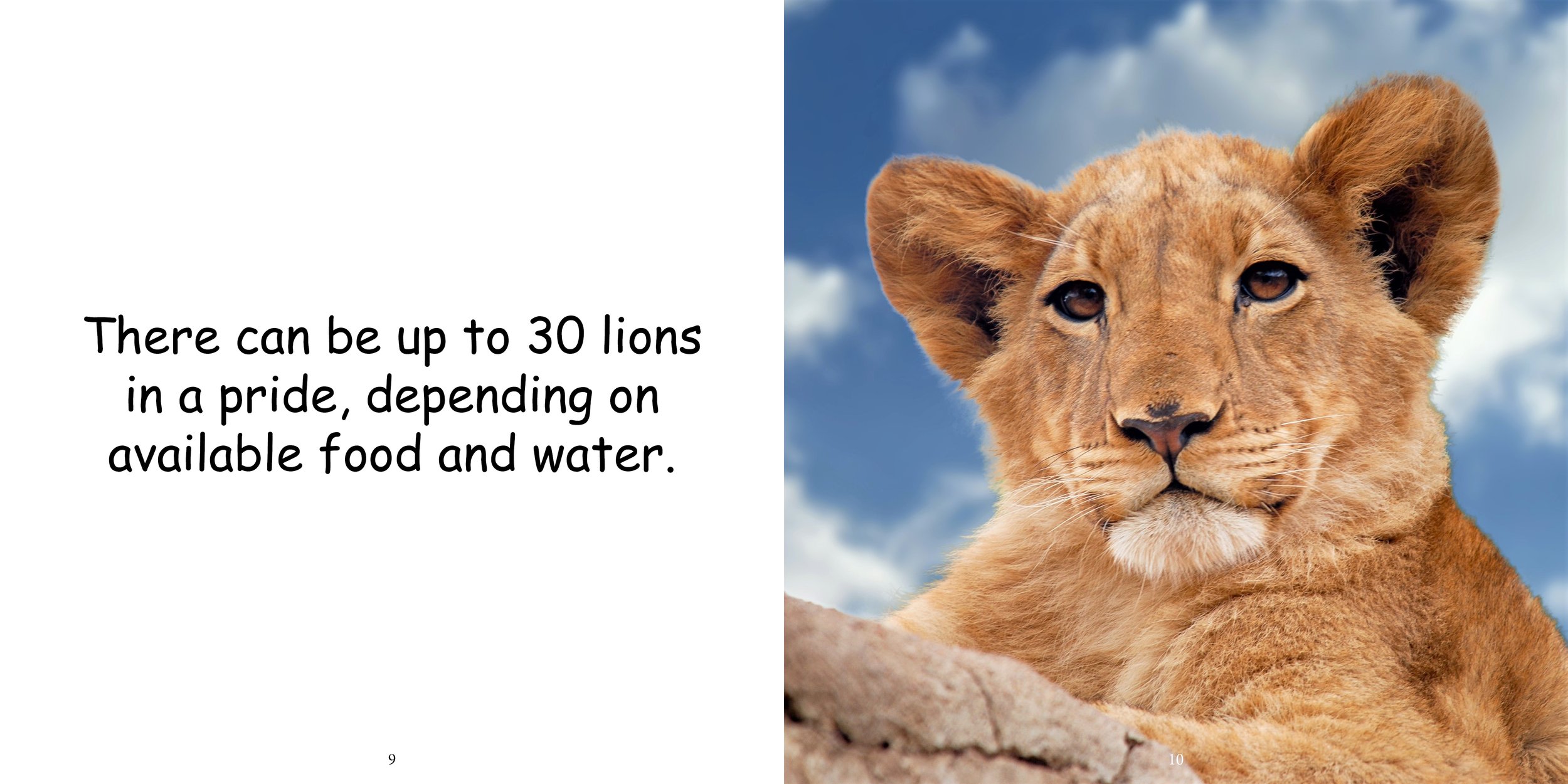 Everything about Lions - Animal Series9.jpg