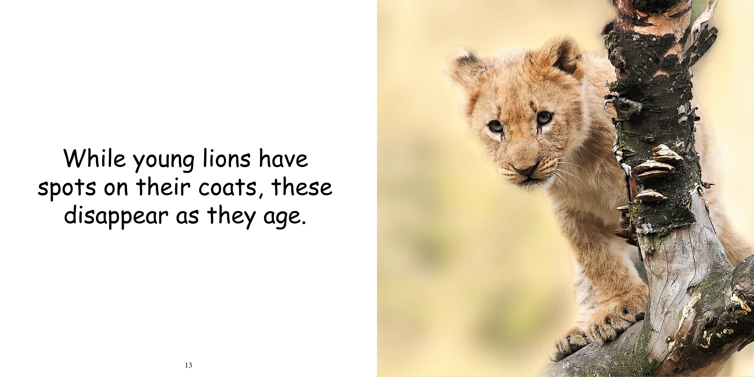 Everything about Lions - Animal Series11.jpg