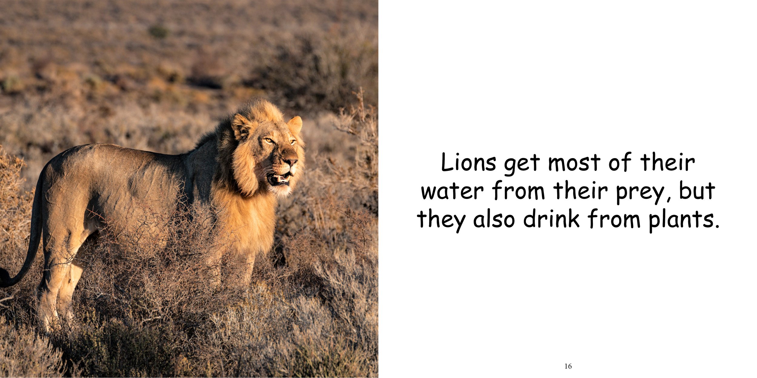Everything about Lions - Animal Series12.jpg