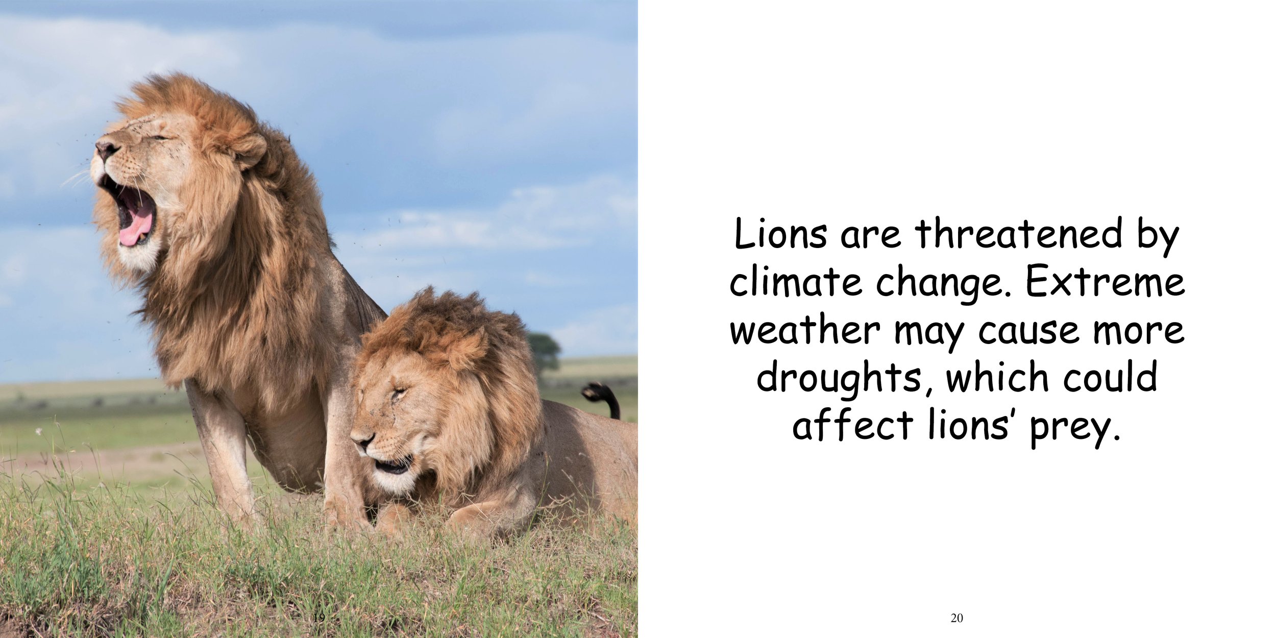 Everything about Lions - Animal Series14.jpg