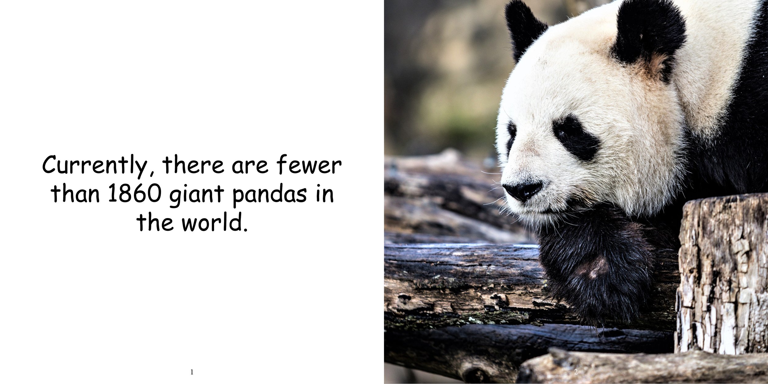 Everything about Giant Pandas - Animal Series6.jpg