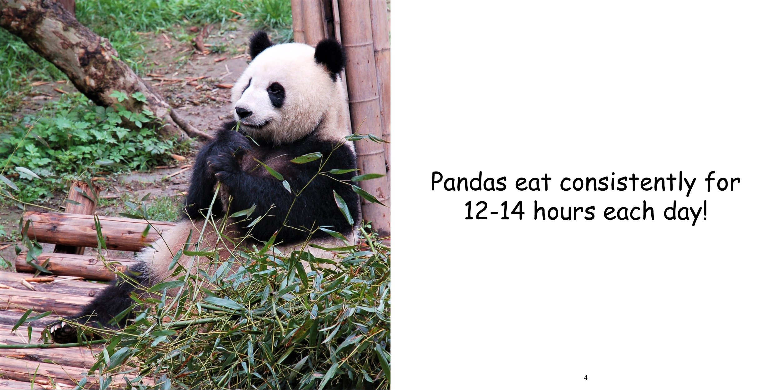 Everything about Giant Pandas - Animal Series7.jpg
