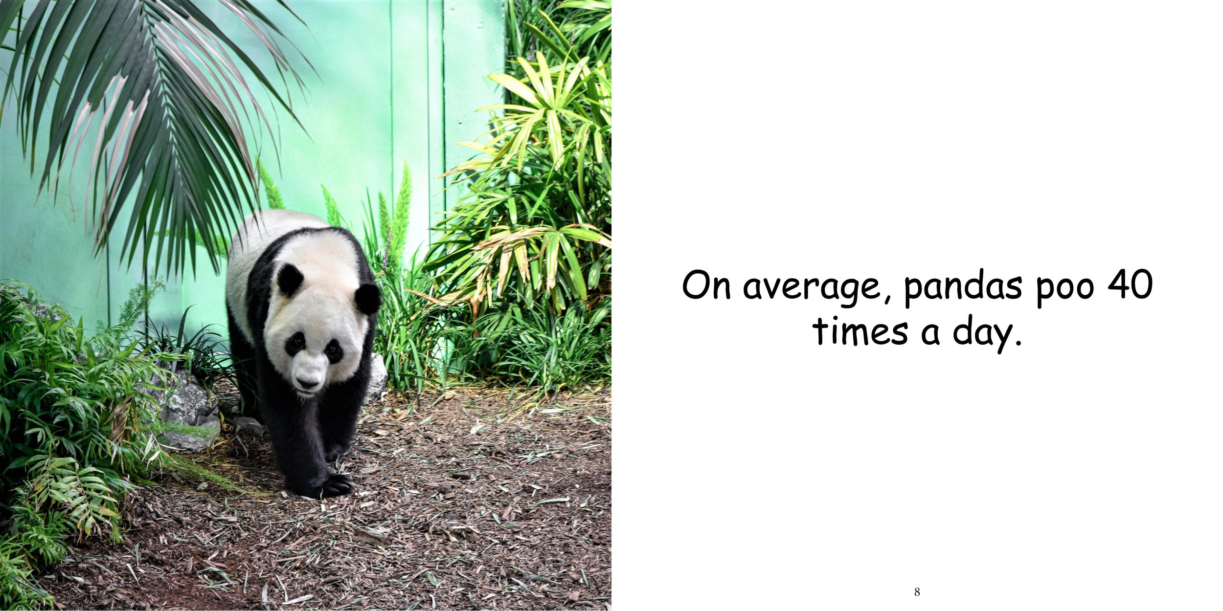 Everything about Giant Pandas - Animal Series9.jpg