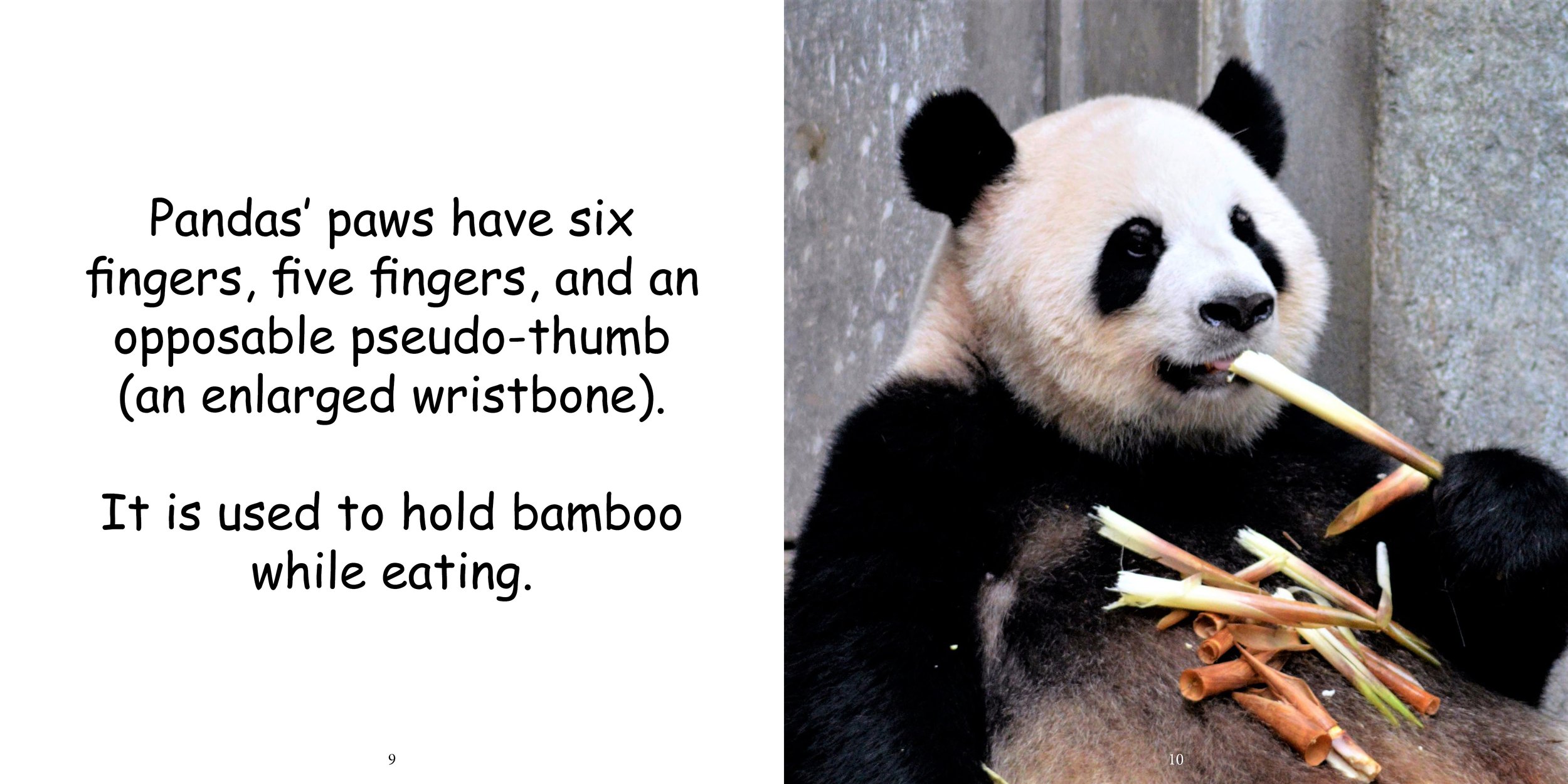Everything about Giant Pandas - Animal Series10.jpg