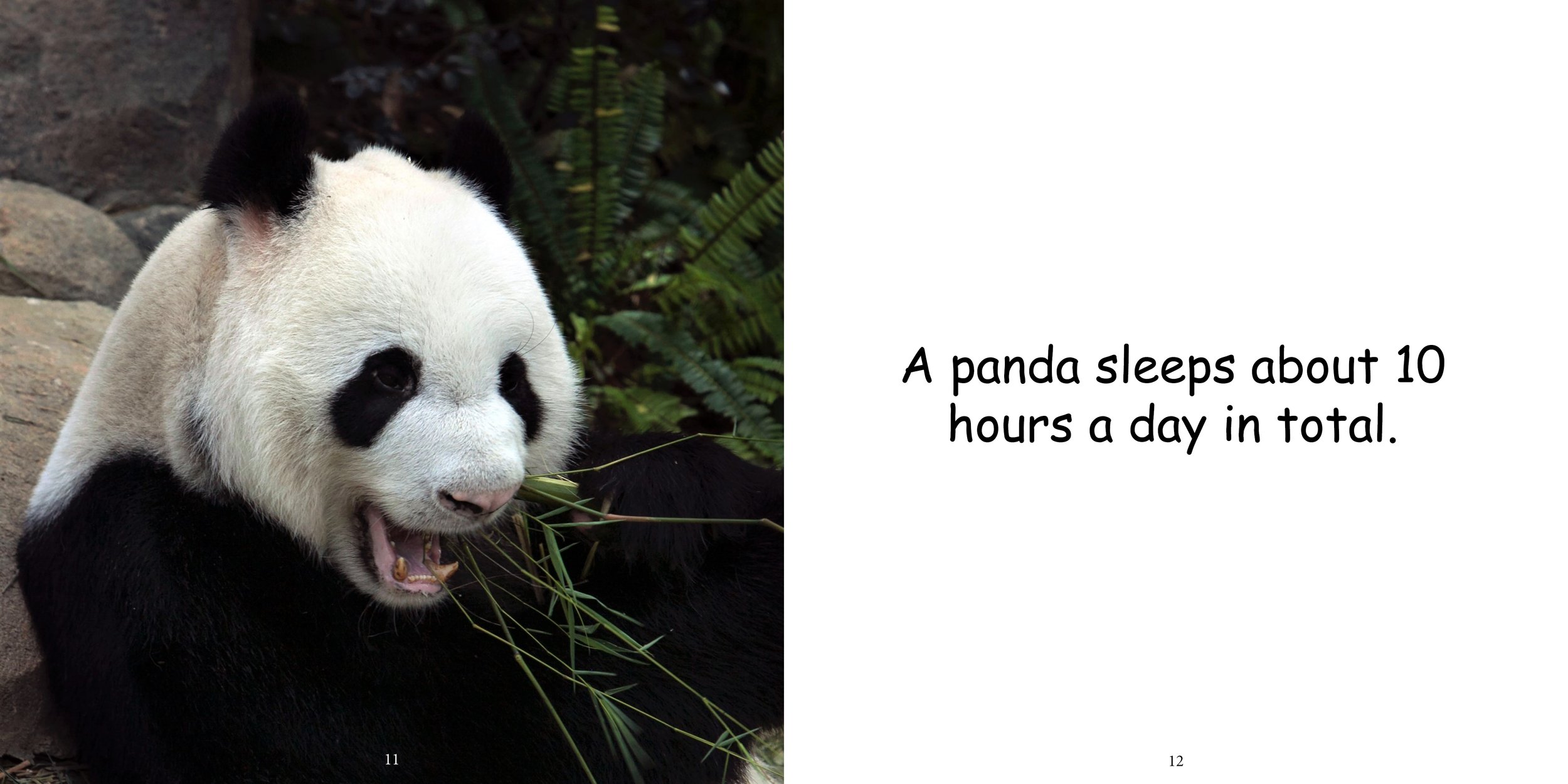 Everything about Giant Pandas - Animal Series11.jpg