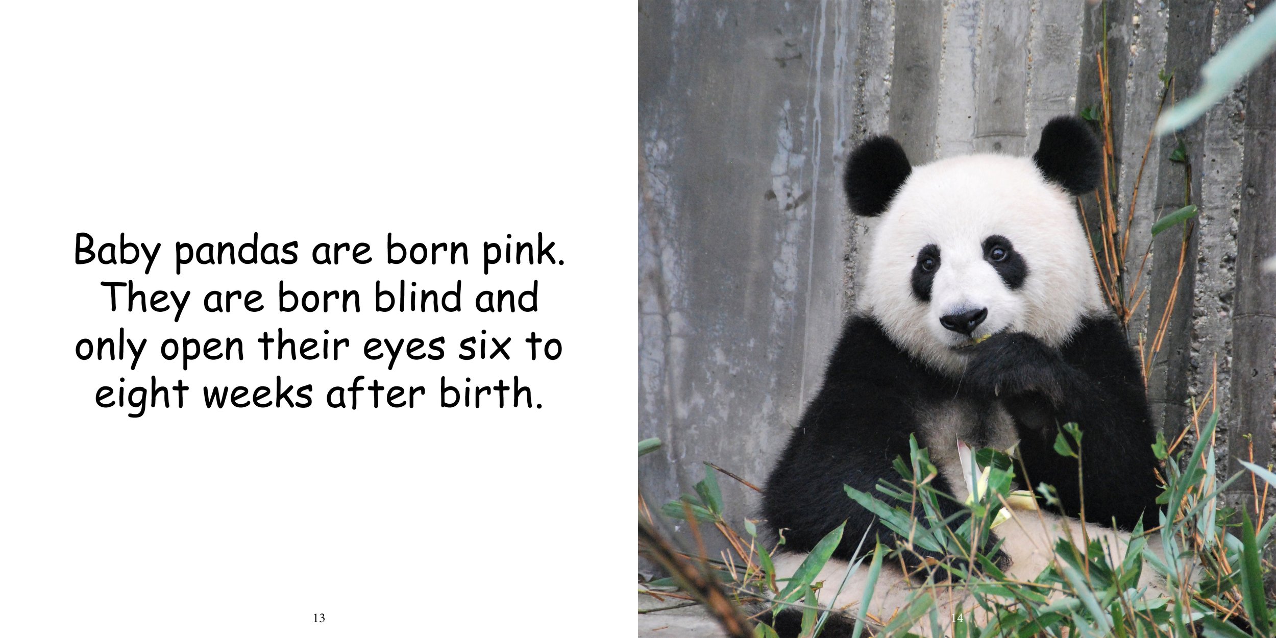 Everything about Giant Pandas - Animal Series12.jpg