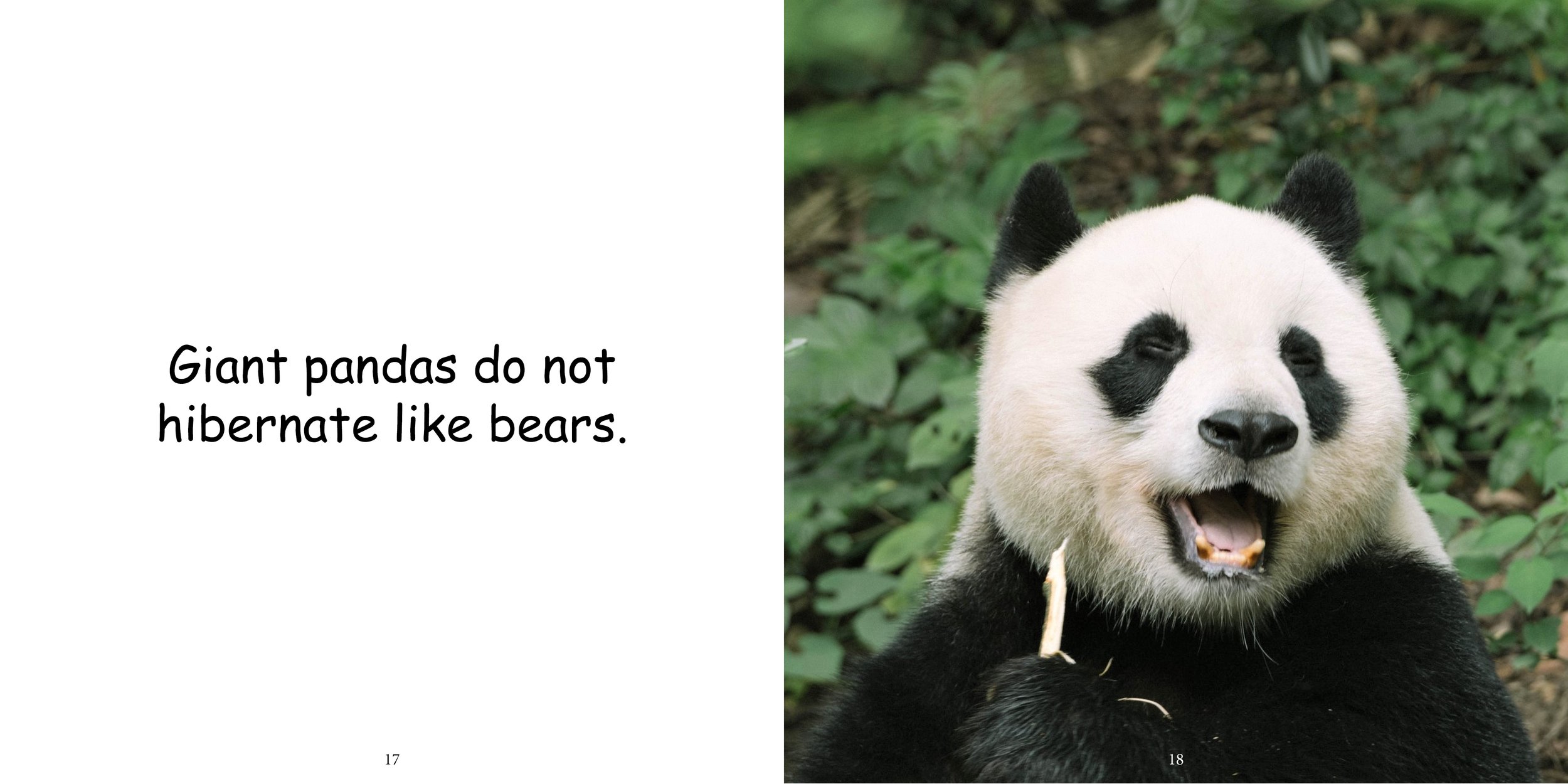 Everything about Giant Pandas - Animal Series14.jpg