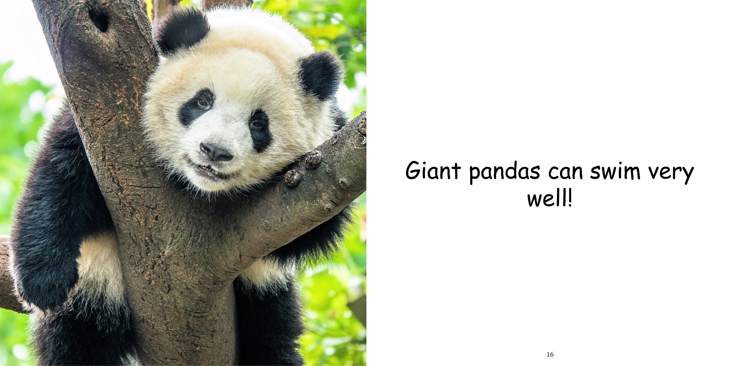 Everything about Giant Pandas - Animal Series13.jpg