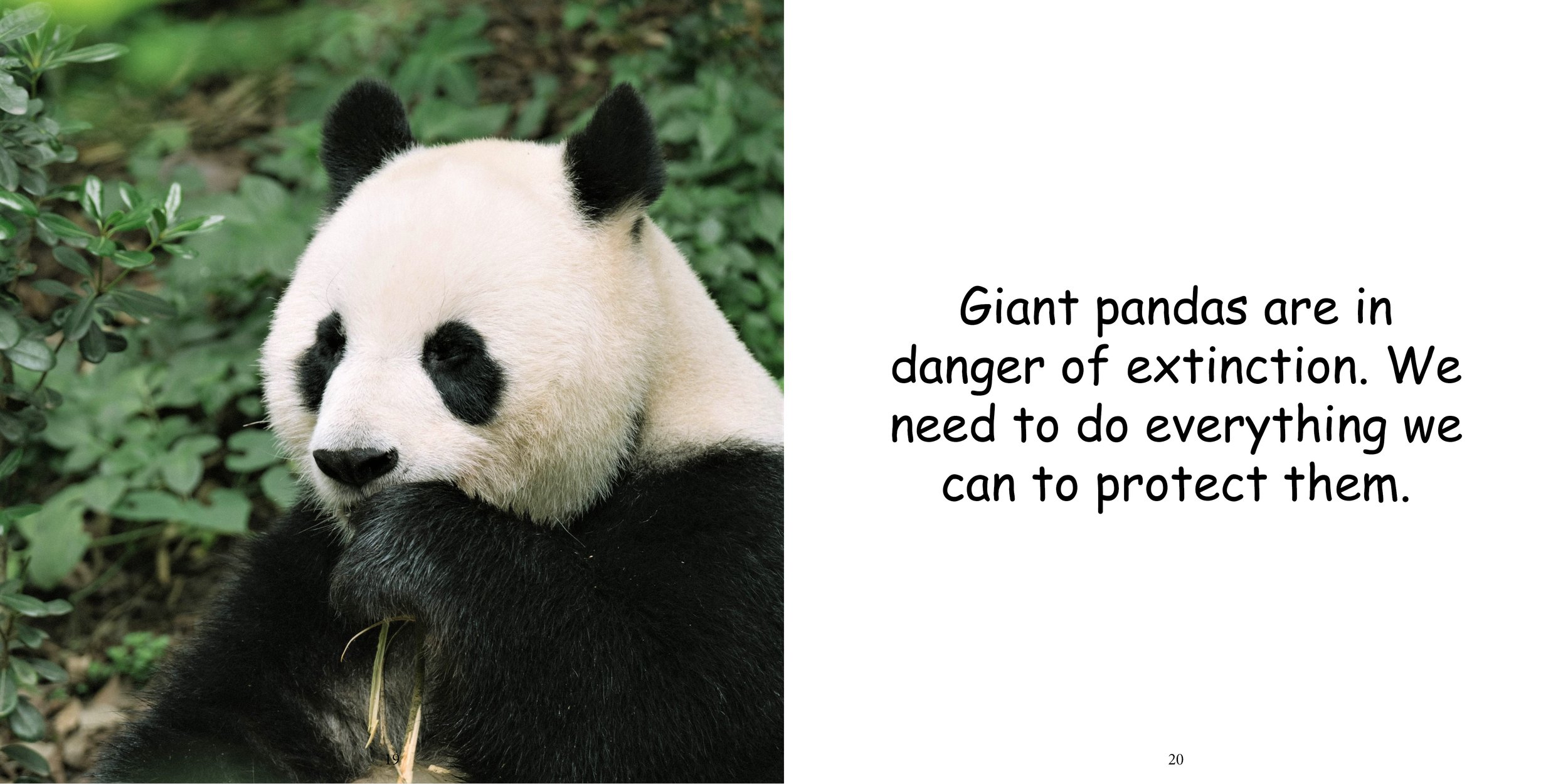 Everything about Giant Pandas - Animal Series15.jpg