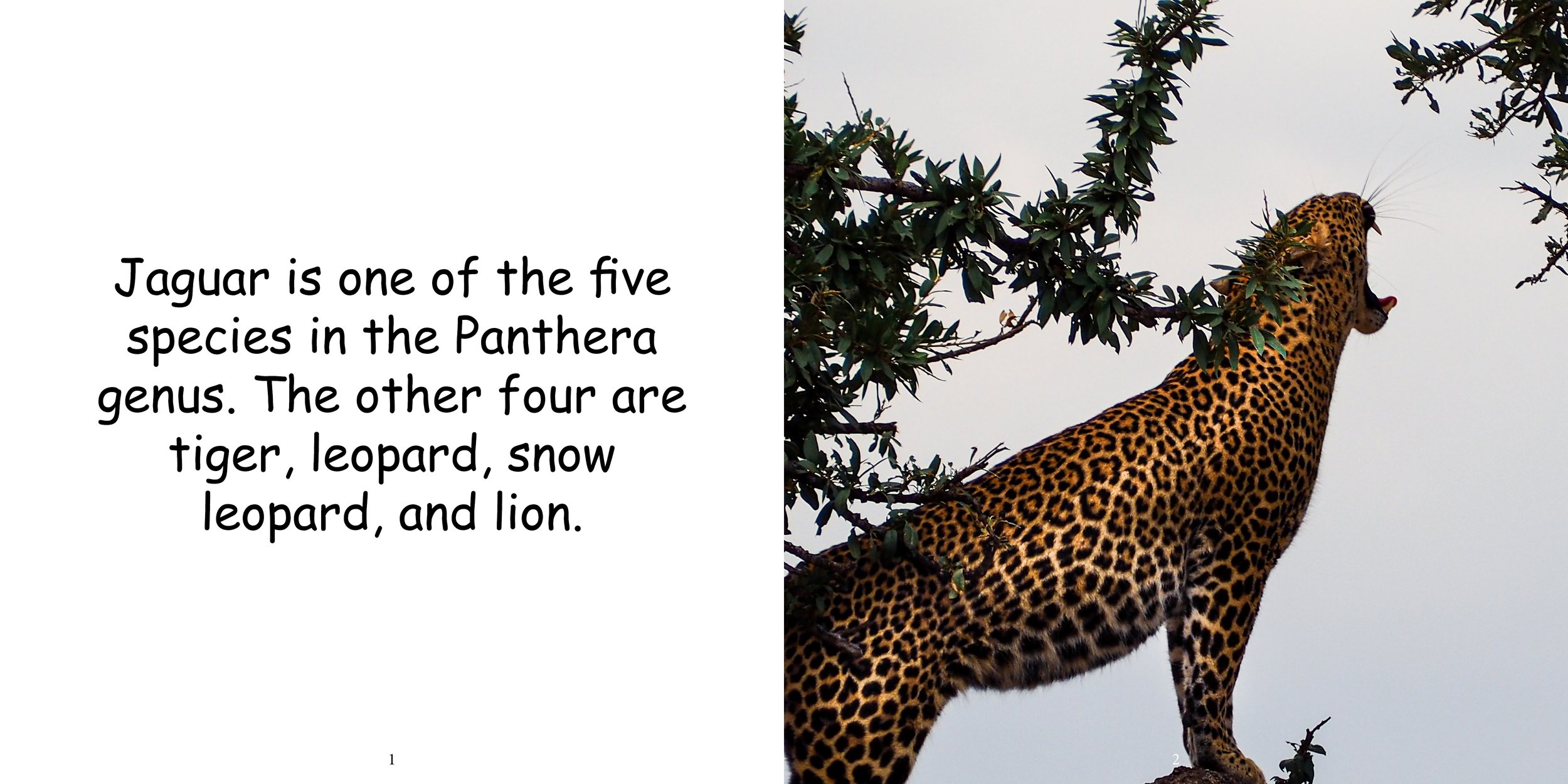 Everything about Jaguars - Animal Series5.jpg