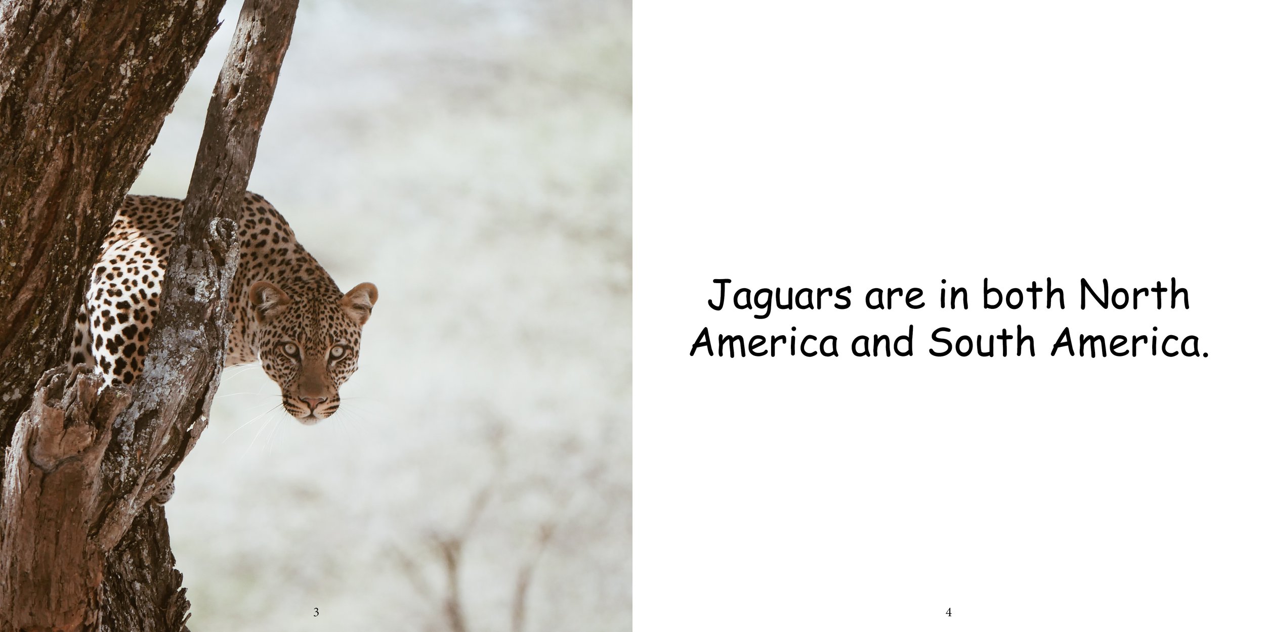 Everything about Jaguars - Animal Series6.jpg