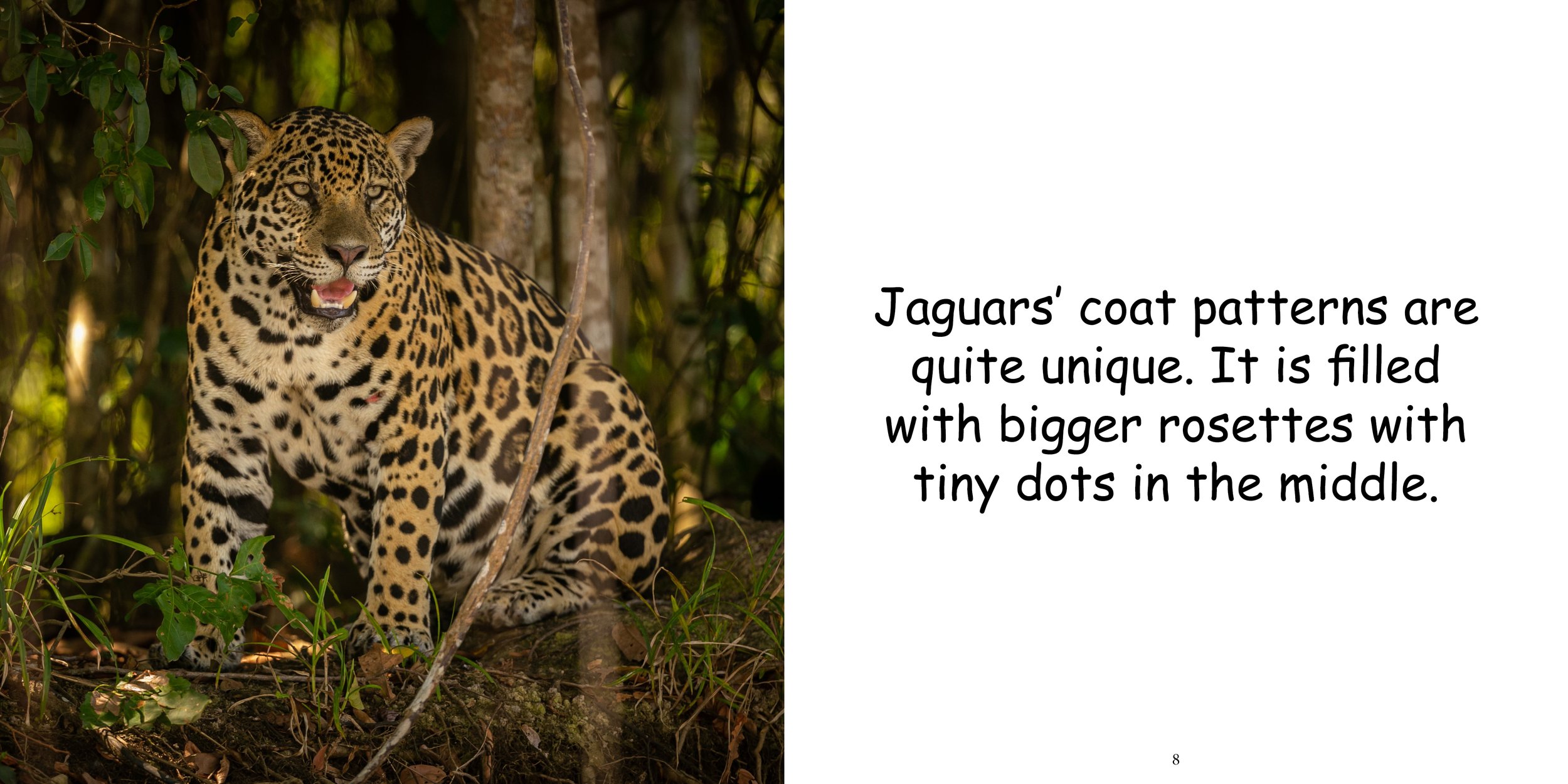 Everything about Jaguars - Animal Series8.jpg