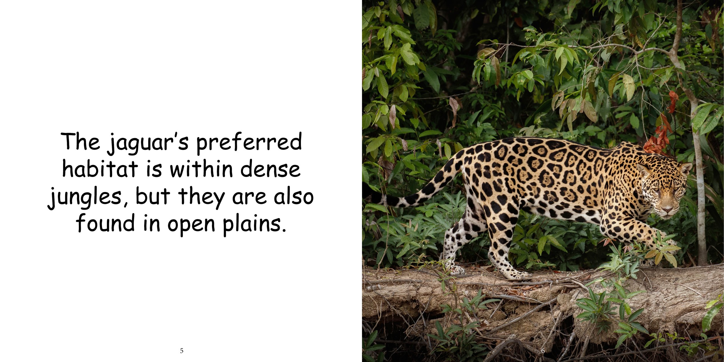 Everything about Jaguars - Animal Series7.jpg