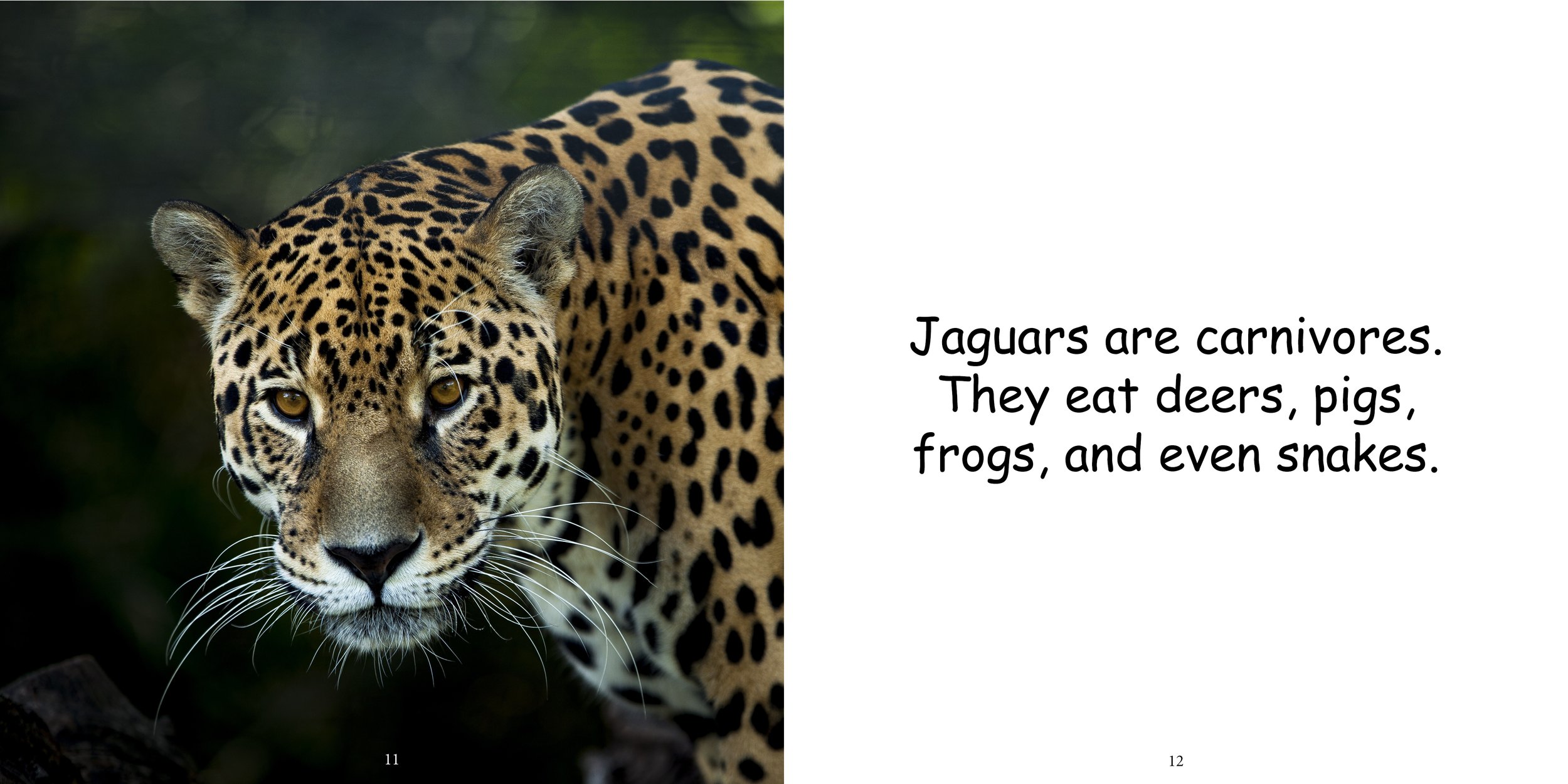 Everything about Jaguars - Animal Series10.jpg