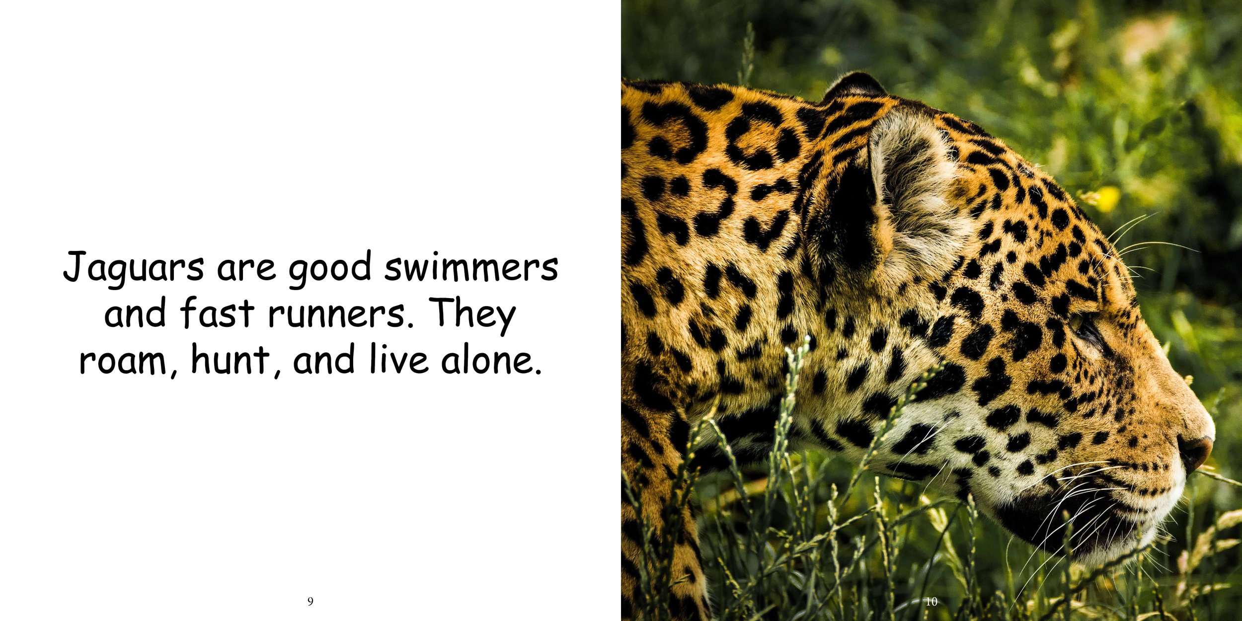 Everything about Jaguars - Animal Series9.jpg