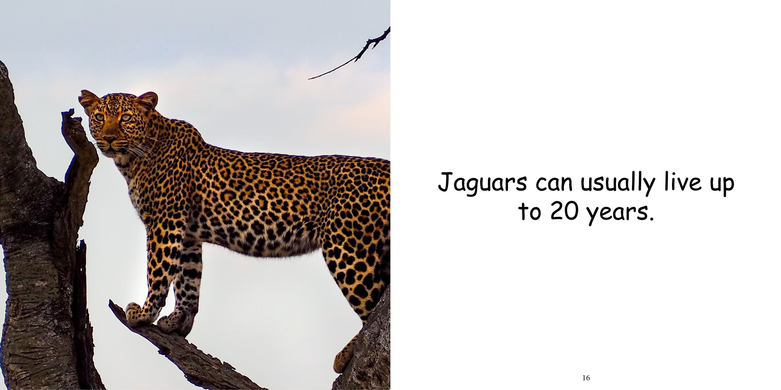Everything about Jaguars - Animal Series12.jpg