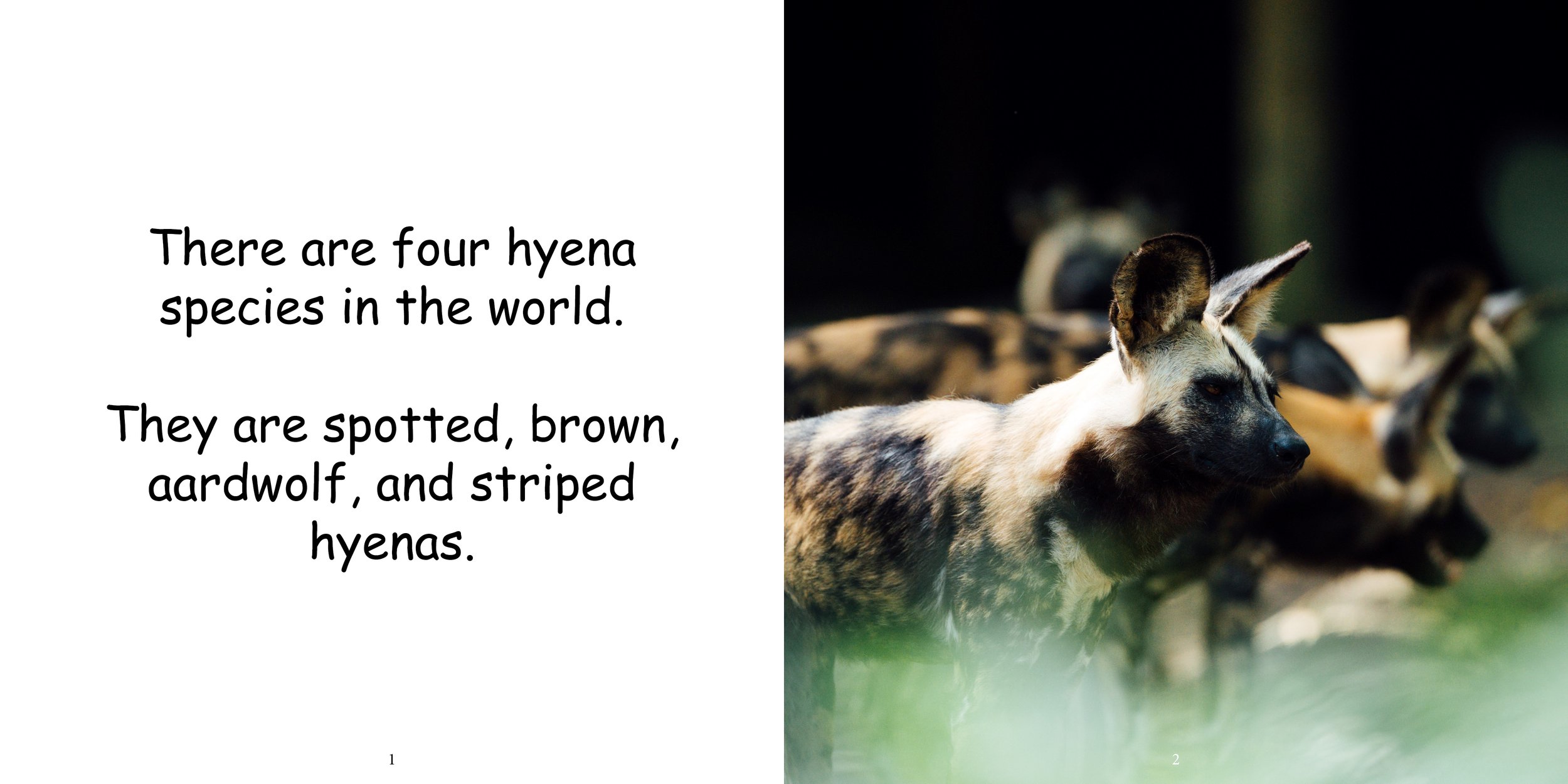 Everything about Hyenas - Animal Series5.jpg