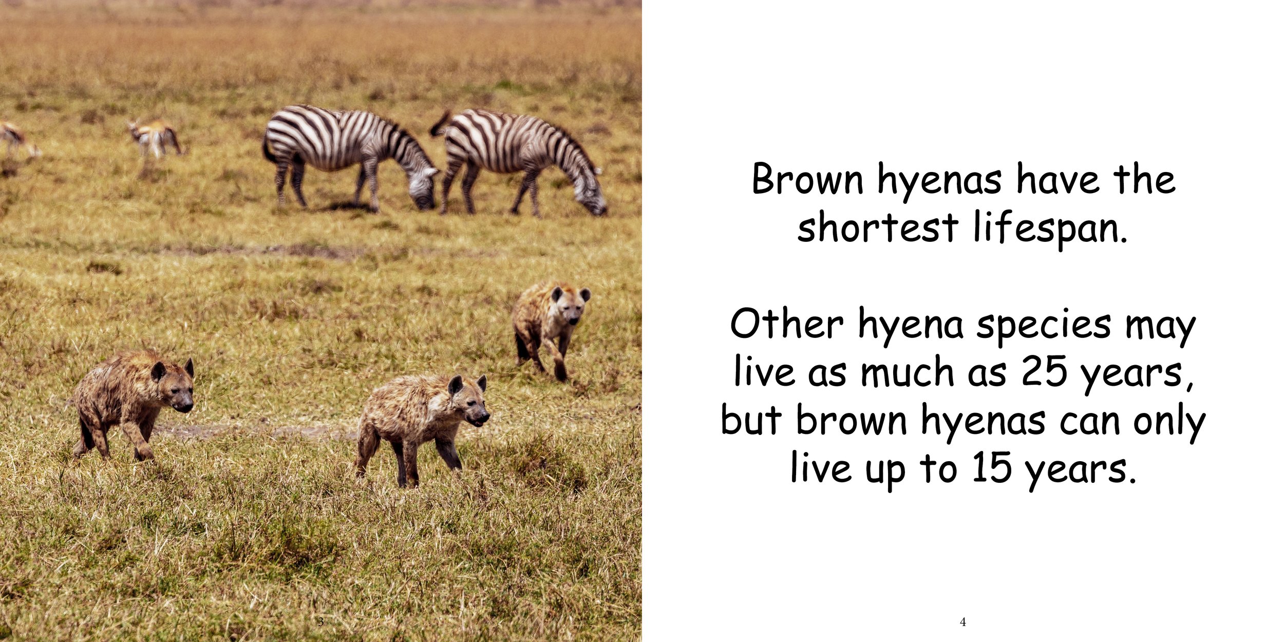 Everything about Hyenas - Animal Series6.jpg