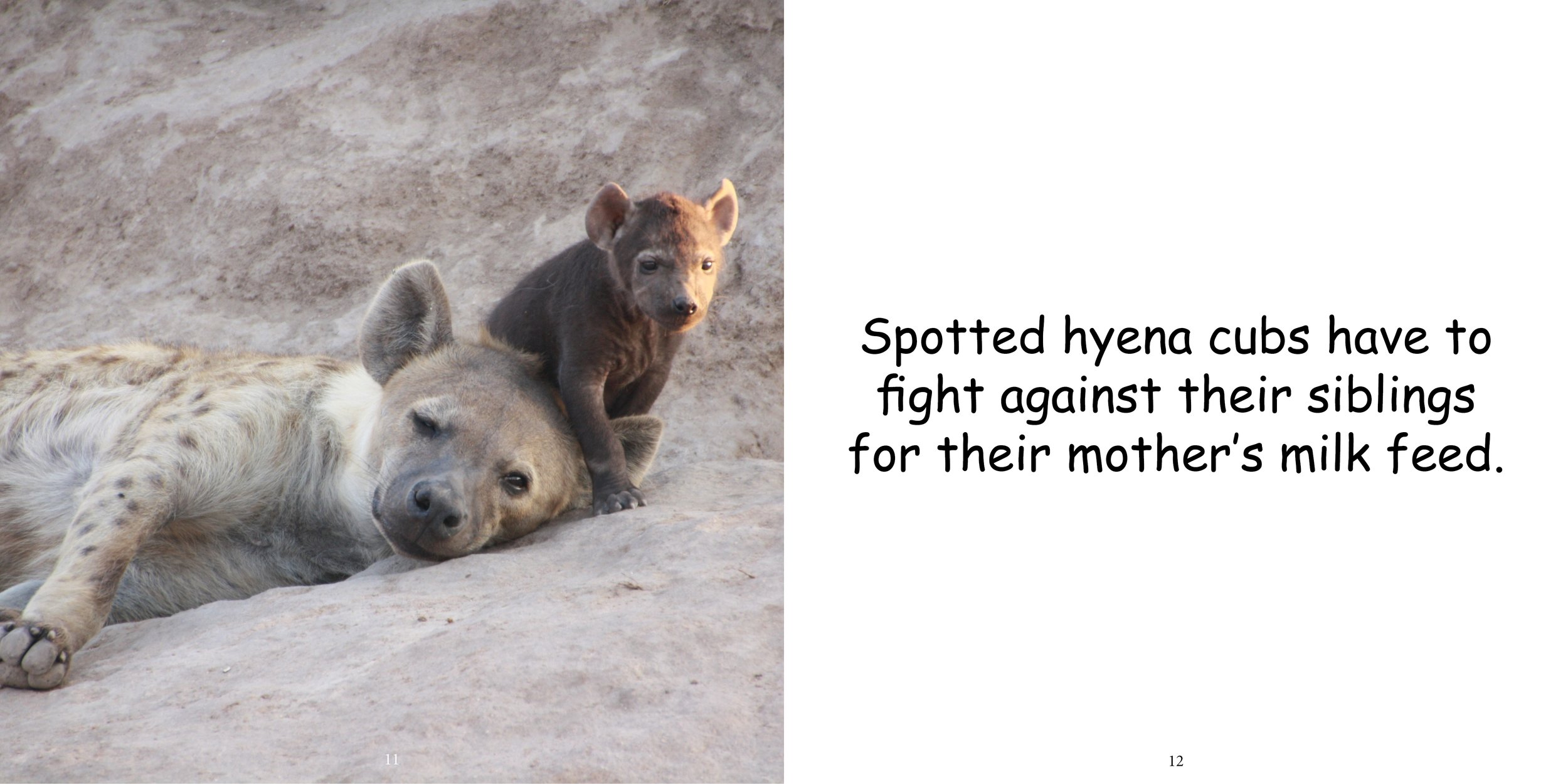 Everything about Hyenas - Animal Series10.jpg