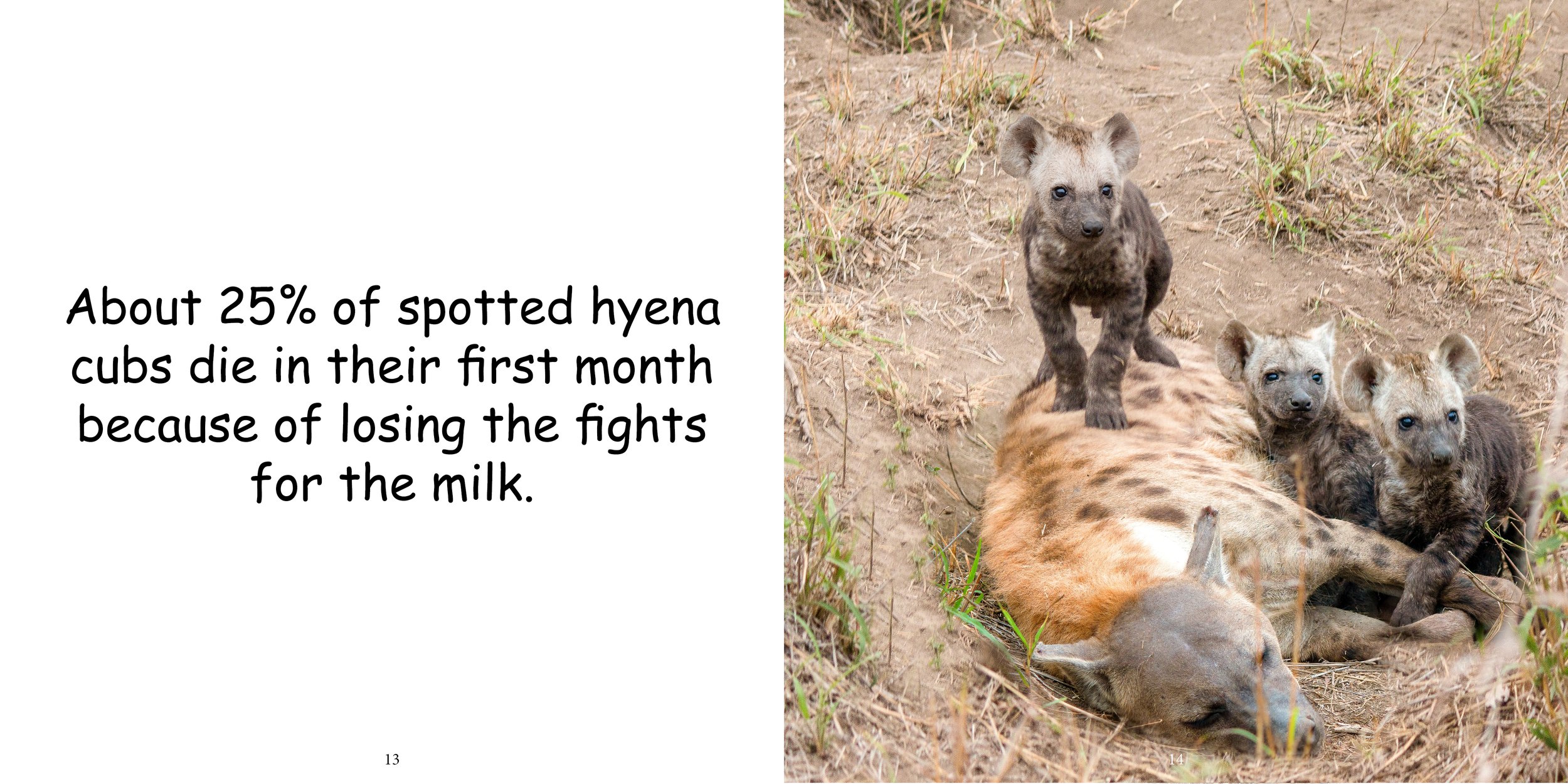 Everything about Hyenas - Animal Series11.jpg