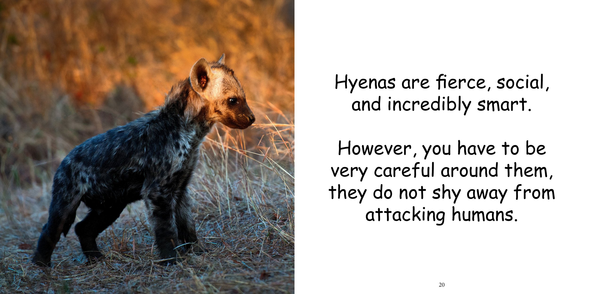 Everything about Hyenas - Animal Series14.jpg